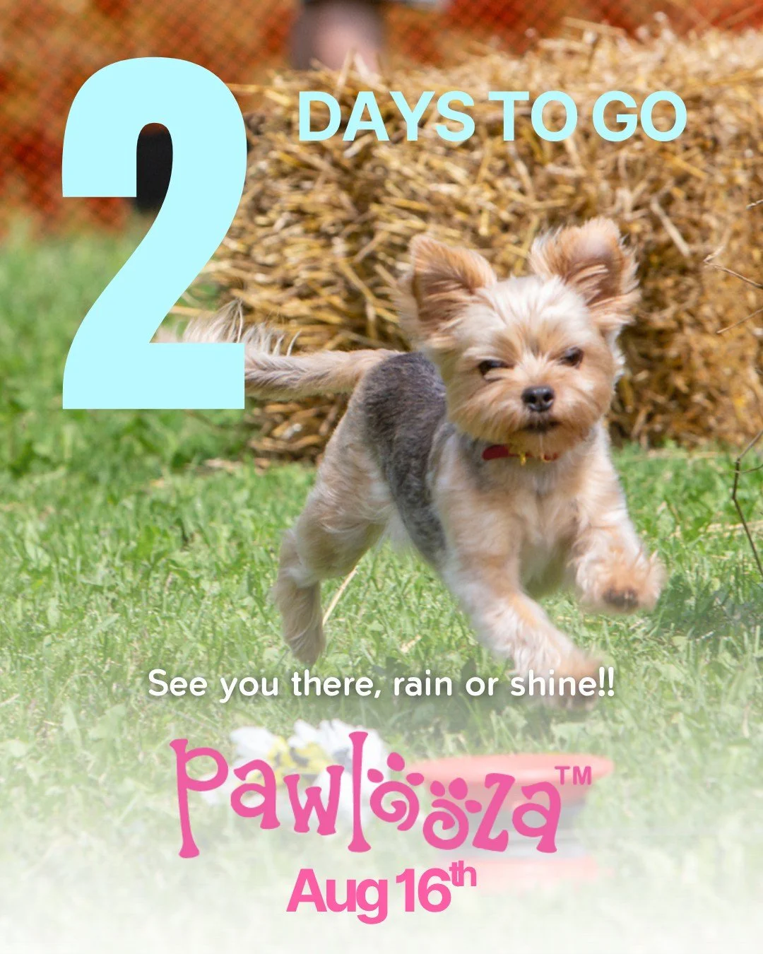 Only 2 days to go until Pawlooza 2025! 🐾🎉

Get ready for a tail-wagging day packed with dock diving, agility, luring, the off-leash FunZone, contests, shopping, tasty eats, and endless doggy smiles!

📅 Saturday, August 16, 2025
🕘 9:30 AM &ndash; 