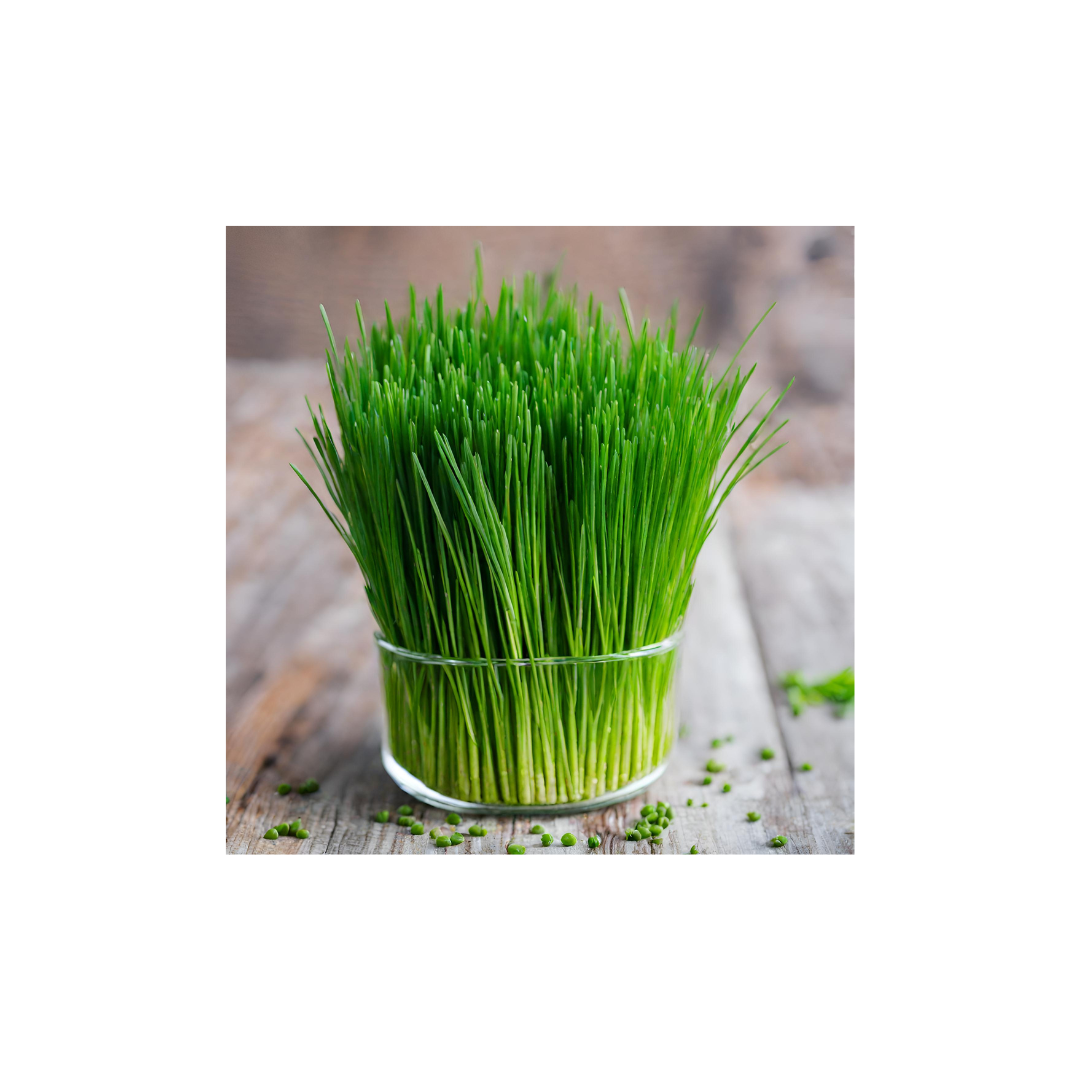 Wheatgrass