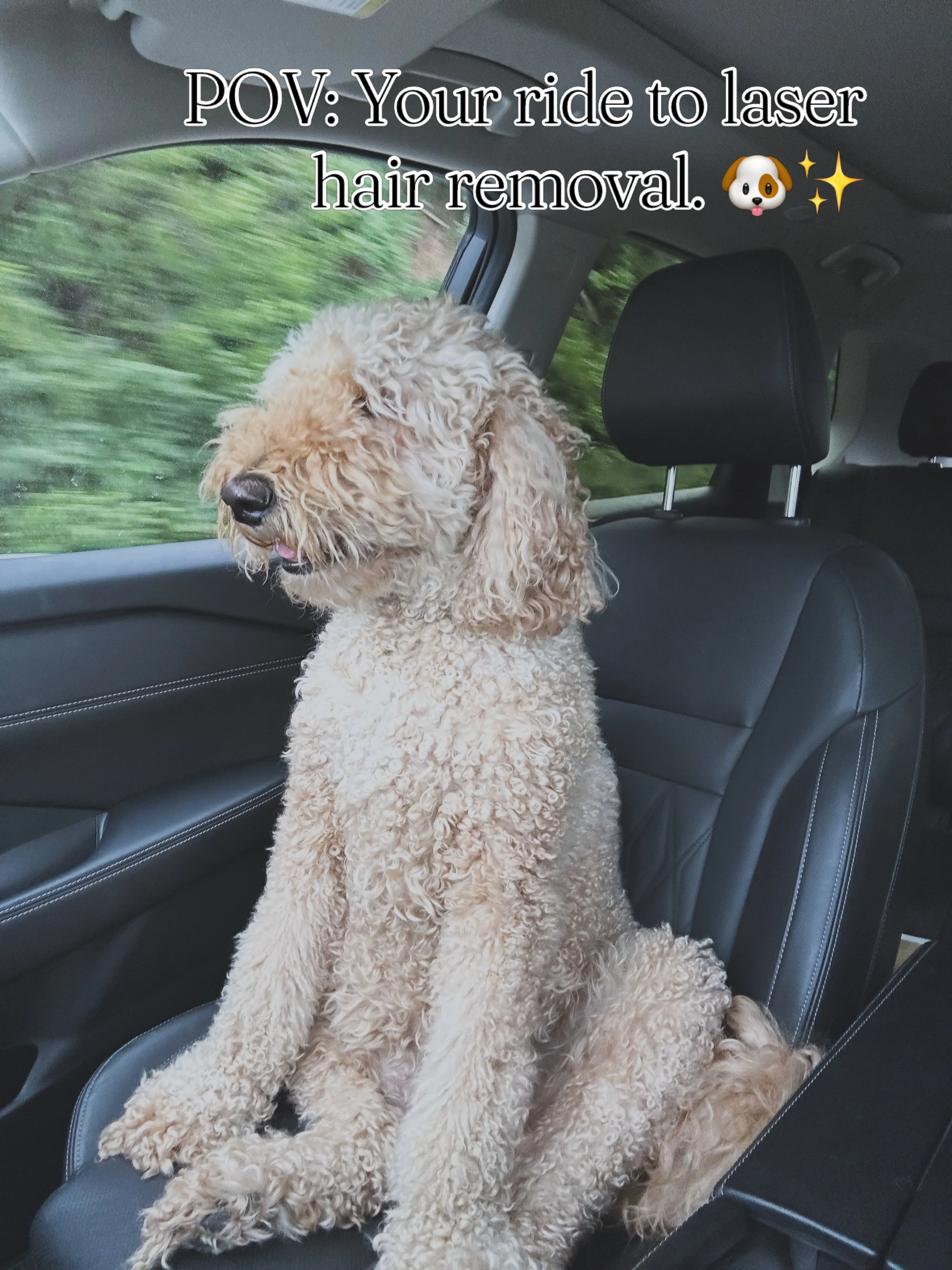 Our favorite team member is on her way to Skin Affaire today. 🐶✨
Emmie says she&rsquo;s here for laser hair removal&hellip; but we think she&rsquo;s really just hoping for treats. 😉
Don&rsquo;t worry her curls are staying. Yours? We can help with t
