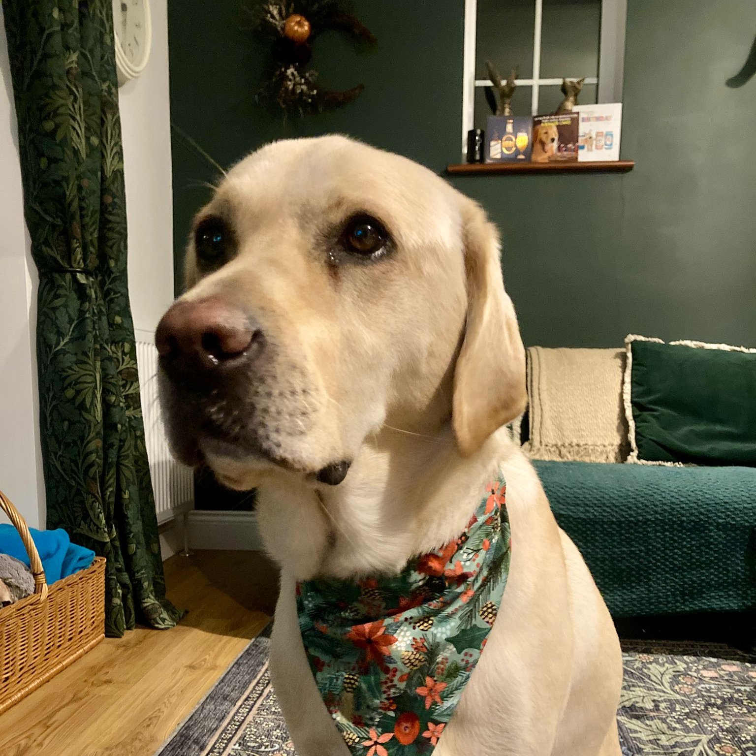 Keeping Pets Safe at Christmas:  Simple Steps to Avoid Seasonal Hazards