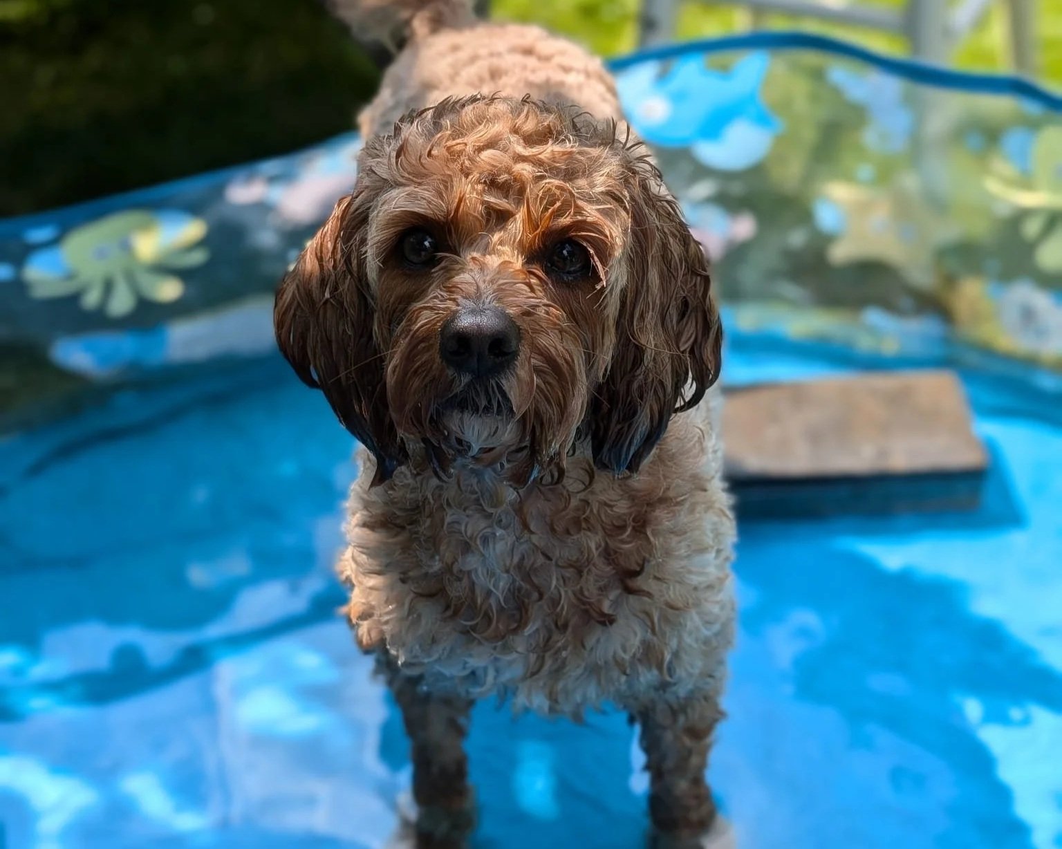 How to keep your dog cool in the heatwave