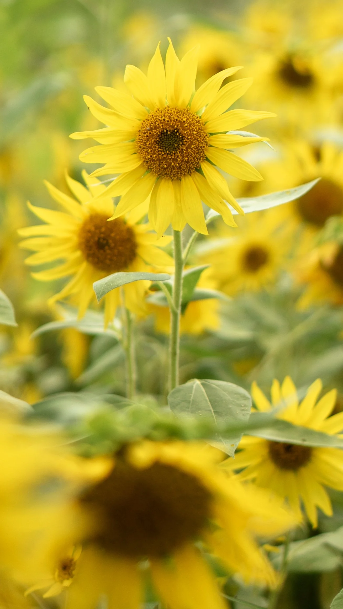 Bright yellow sunflower surrounded by more yellow sunflowers.