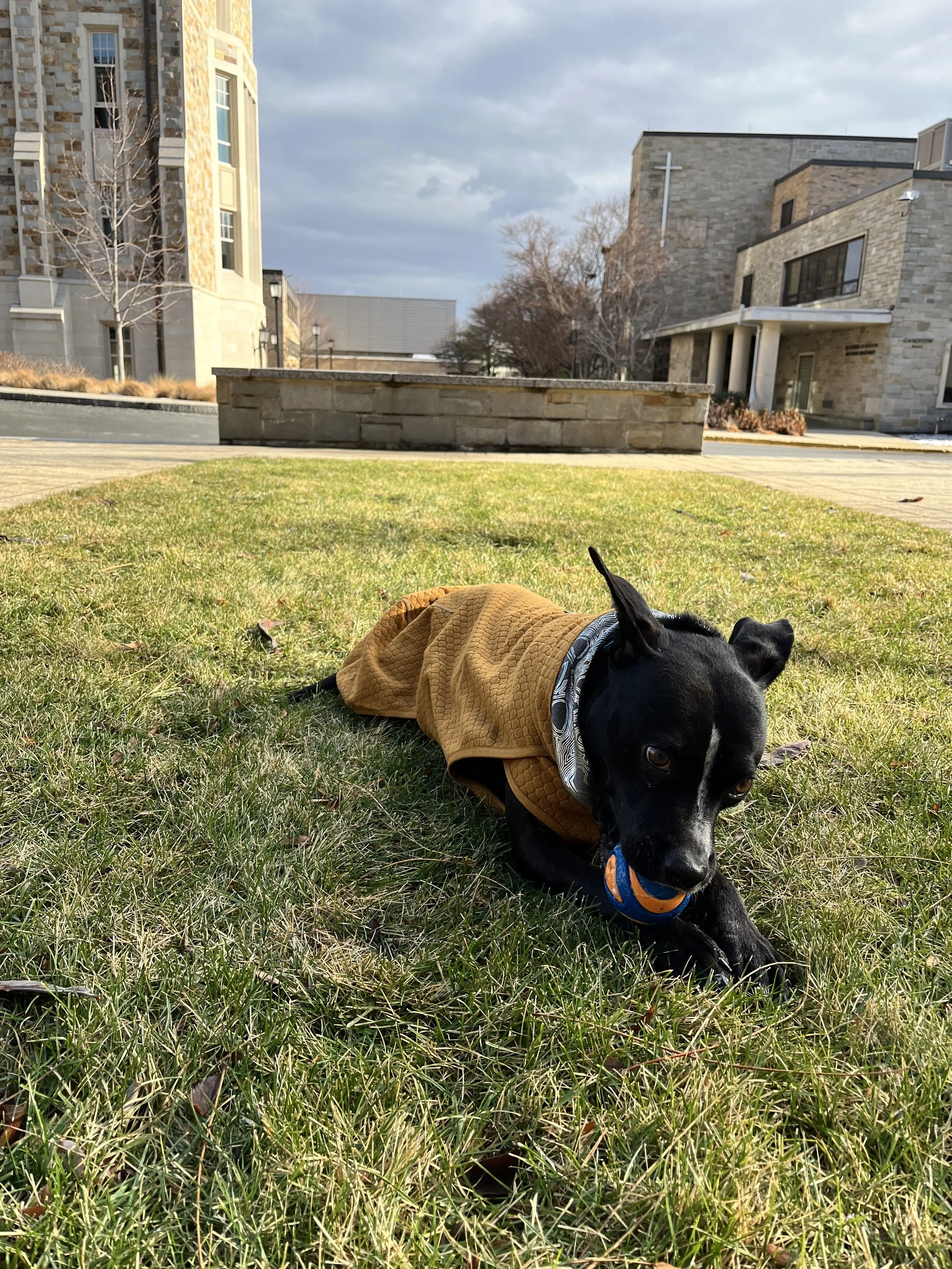 A black dog with a white face lying on green grass, wearing a brown jacket and holding a small orange and blue ball in its mouth, in front of modern stone buildings on a partly cloudy day.