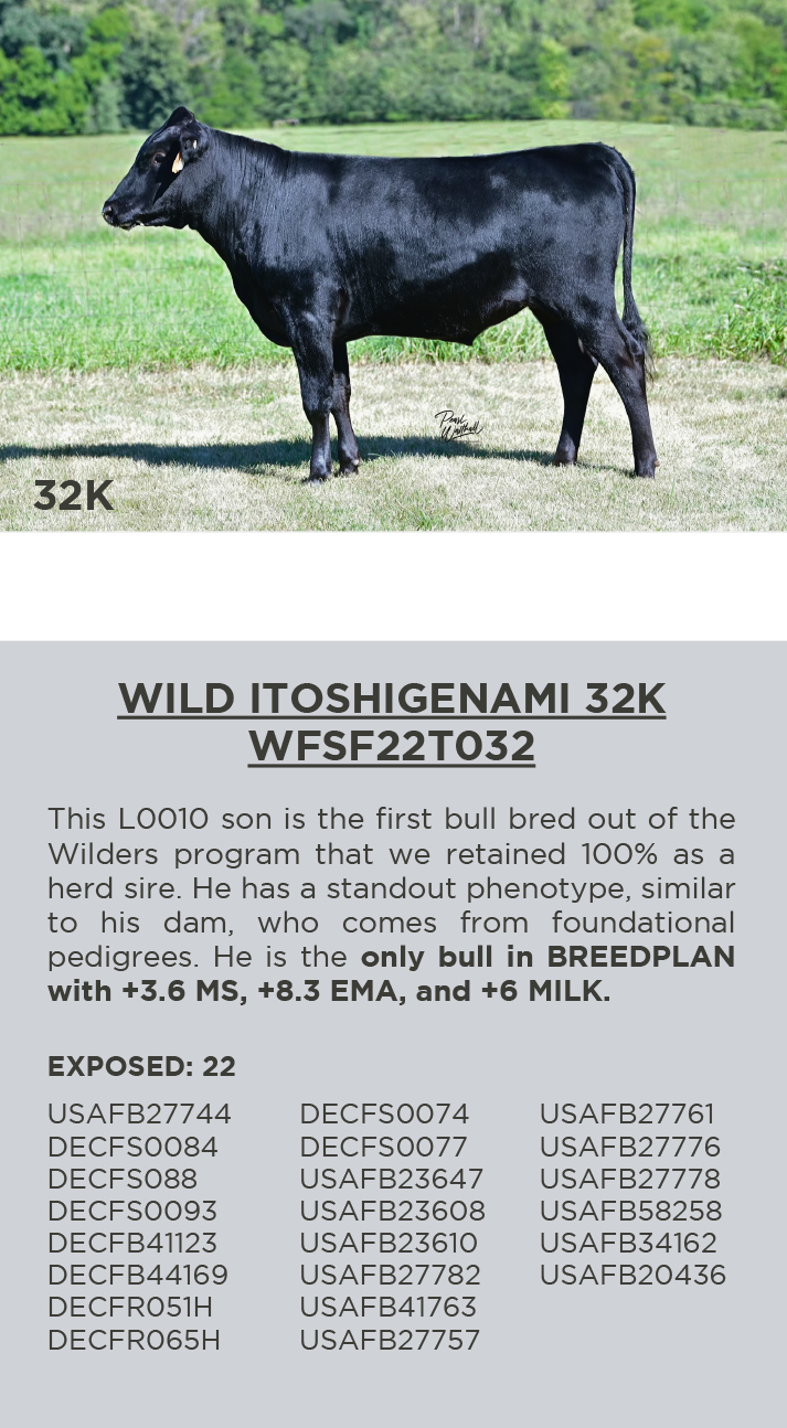 WILD ITOSHIGENAMI 32K WFSF22T032