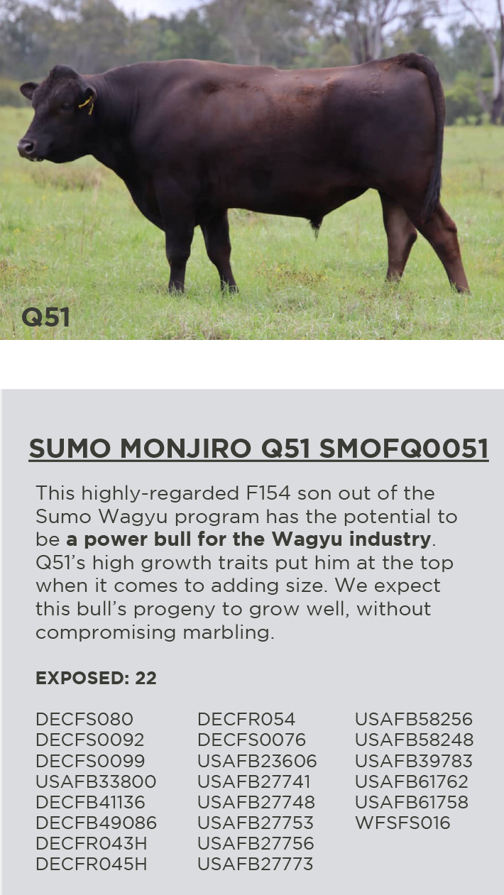 SUMO MONJIRO Q51 SMOFQ0051