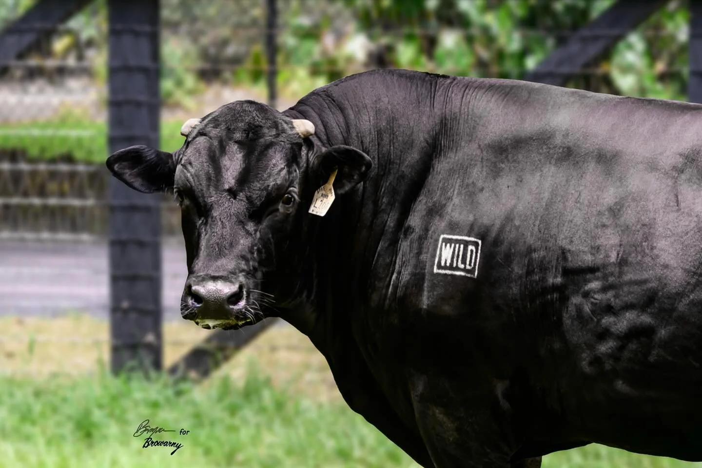 70 Days Out from StayWILD&rsquo;25! 🐂

The sale lots are set, the catalog is almost here, and the countdown is on.

The best is yet to come&hellip; and it&rsquo;s coming fast. Until then, StayWILD. 🔥