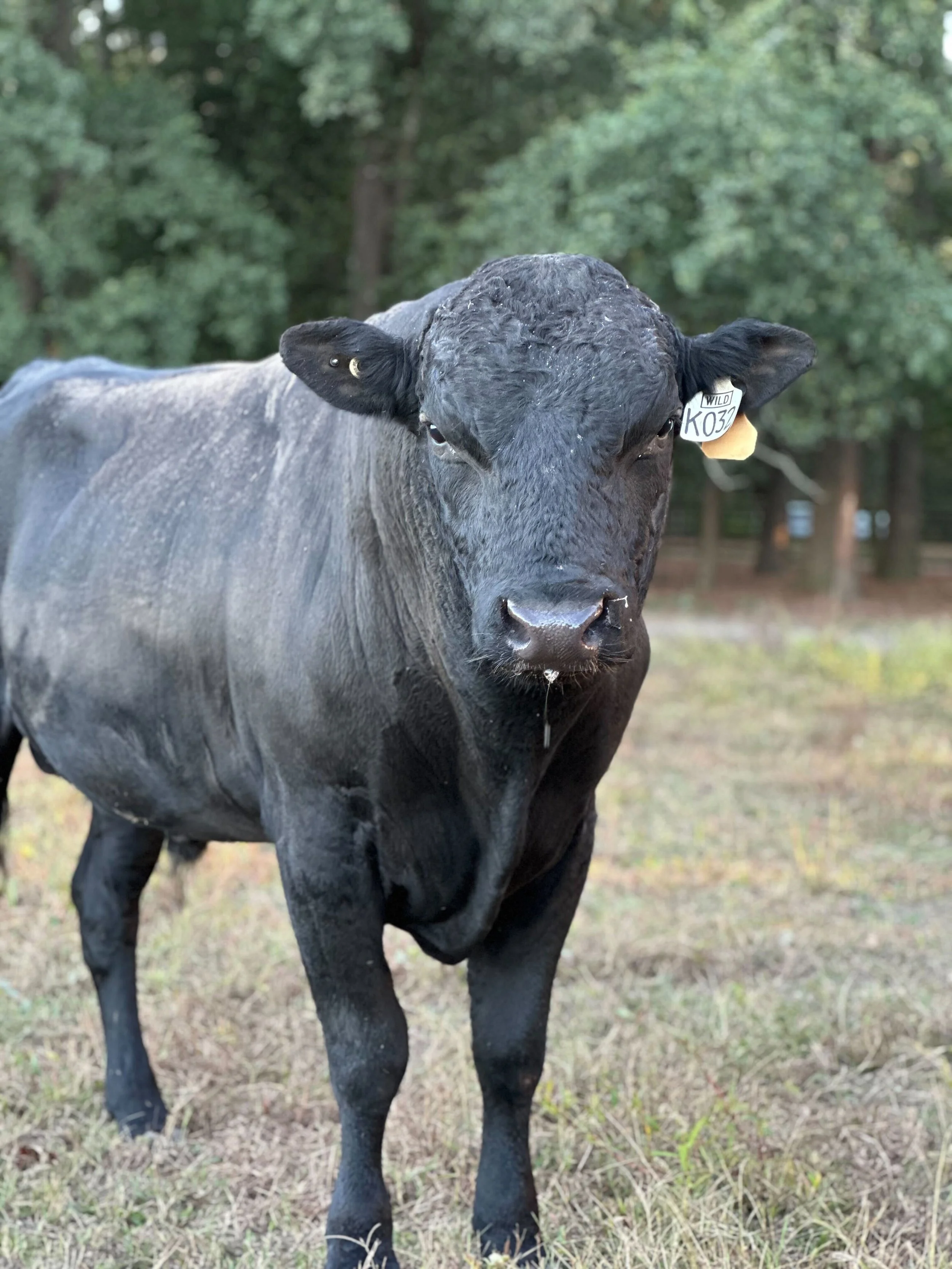 SIRE SPOTLIGHT - WILD ARCHITECT 32K