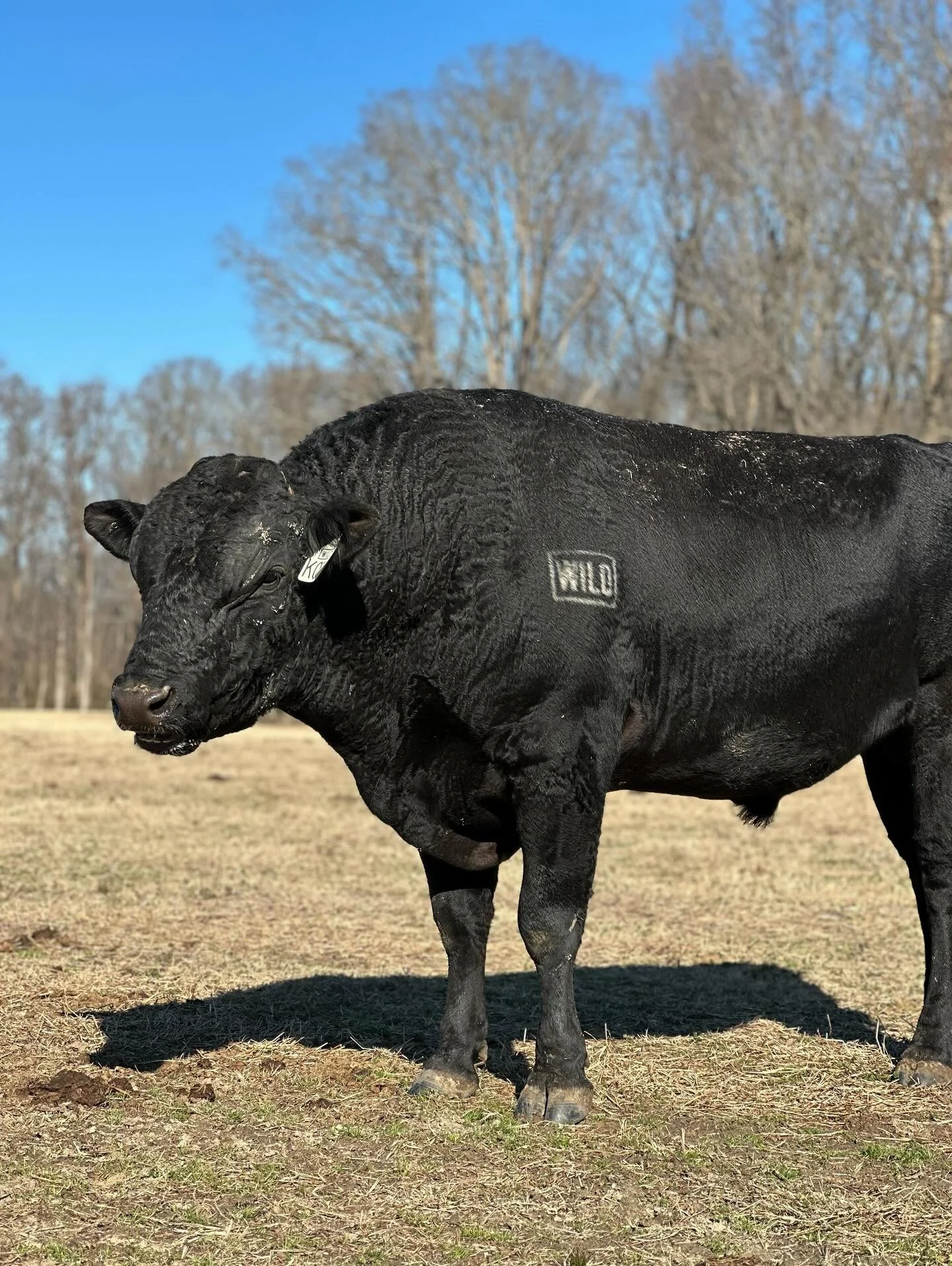 Sire Spotlight: WILD ARCHITECT 32K

AUWA Reg - WFSF22T032
Sire - MAYURA L0010 (AI) (ET)
Dam - TBR YASU 1 6 1 1 6129D (AI)

WILD ARCHITECT 32K is a cornerstone sire in our program, and one we continue to lean on as we build the next generation of Wagy