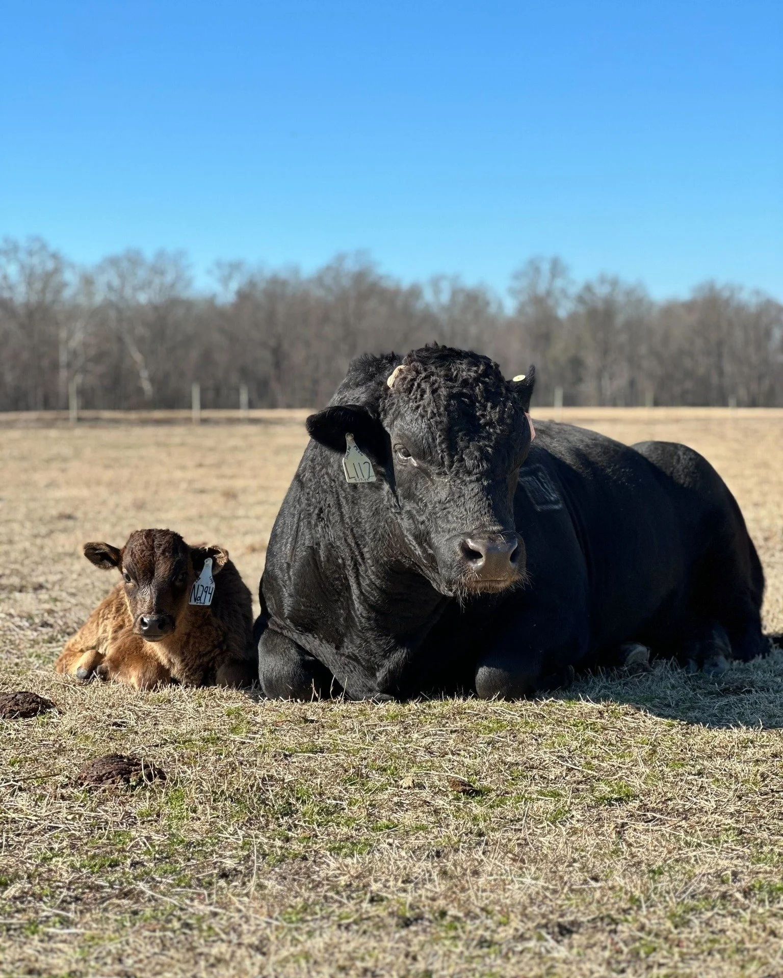 WILD BROKER 112L -- and the next generation
Like father, like son 💪

WILD BROKER 112L
WFSF23U112 | FB114071
Sire: HP Wagyu Sanjinami Doi
Dam: Sumo Cattle Co Fuku P526

A Sanjinami Doi son out of our powerhouse donor P526 &ldquo;Ms. Worldwide,&rdquo;