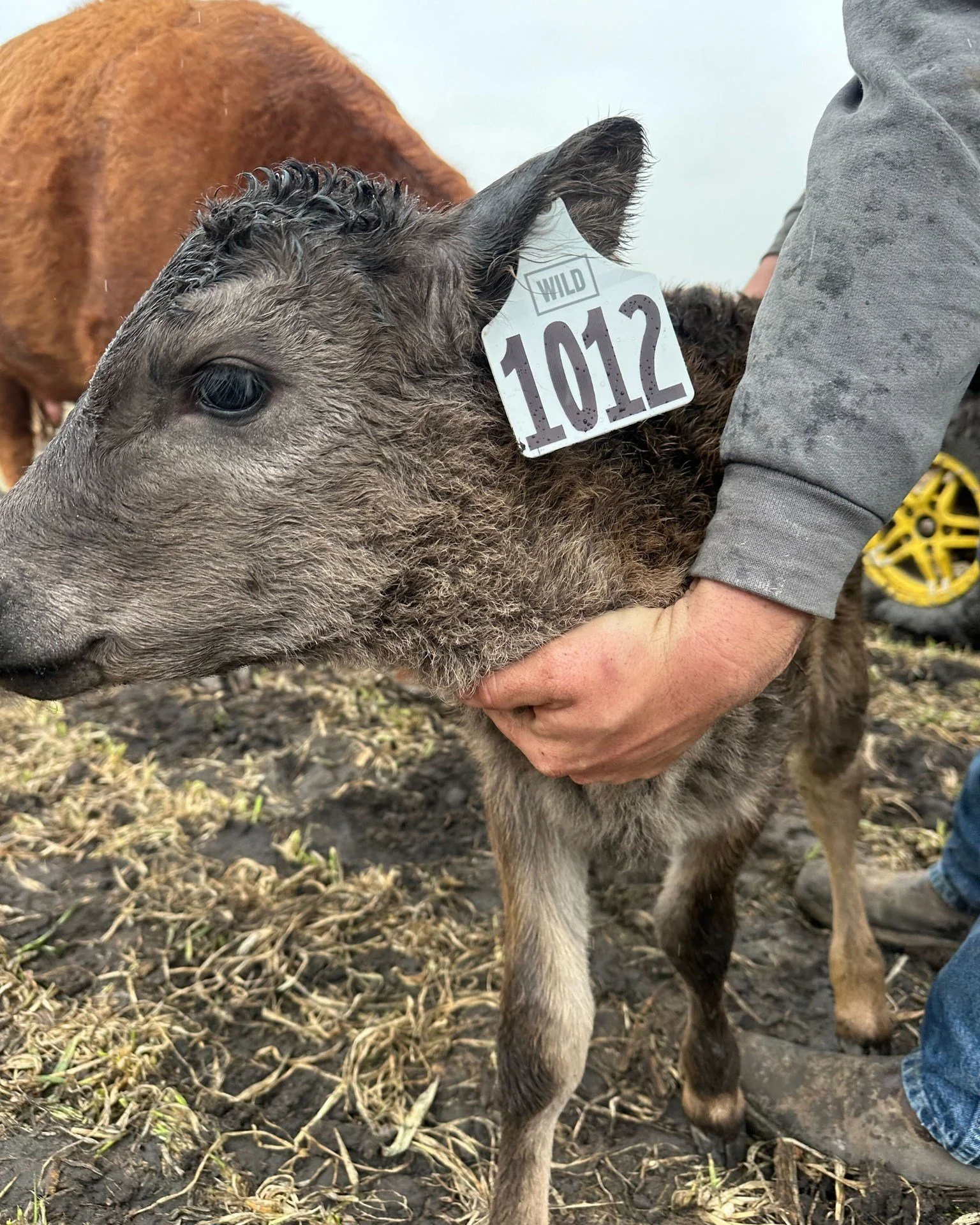 New year, new ear tags! 
Thanks to @allflexna for making our custom tags extra WILD!

#StayWILD