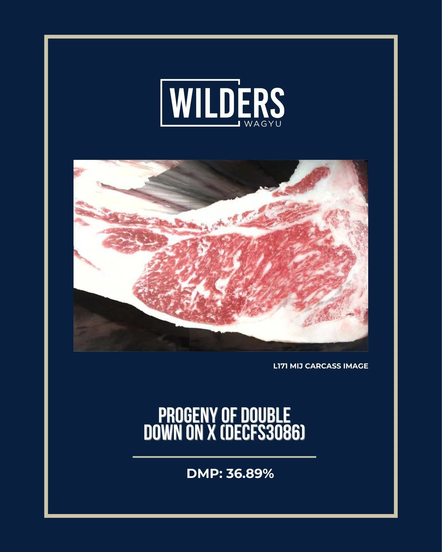 CARCASS SPOTLIGHT 🥩

We are excited to receive carcass data back from this fullblood Wagyu steer, WILD L171, as it represents the kind of intentional genetic progress we are building at Wilders. 

On the maternal side, this cow family continues to p