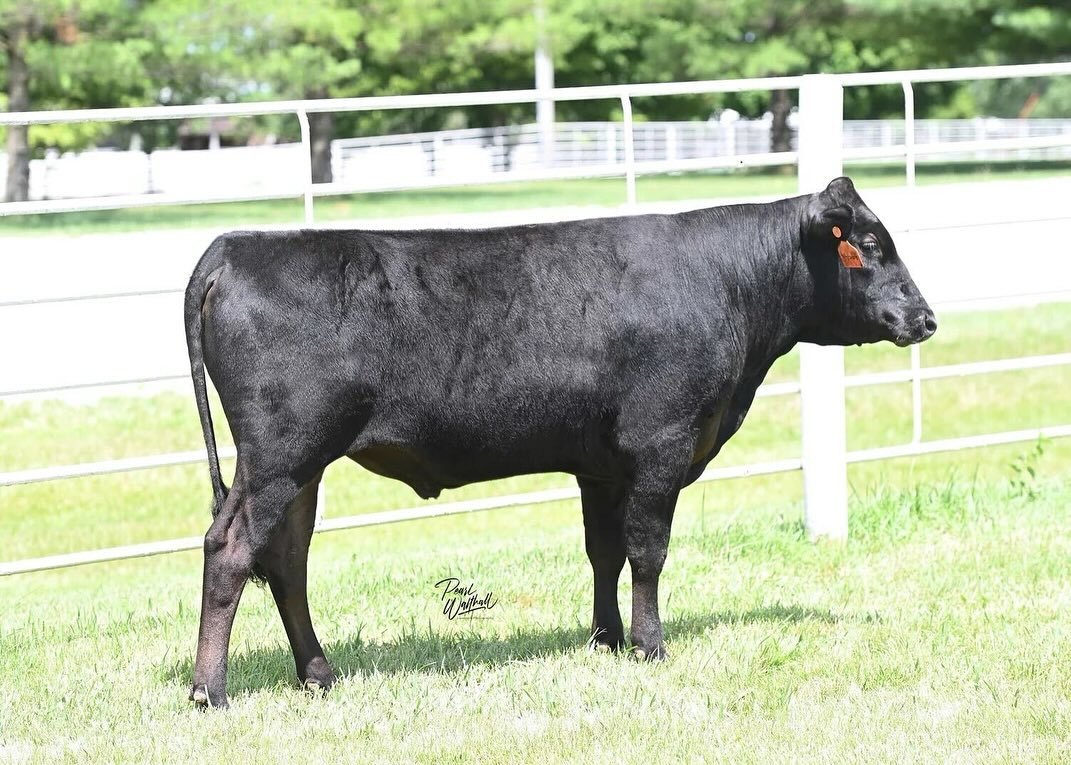 SIRE SPOTLIGHT 🔥

WILD SHIGESHIGETANI 87L
WFSF23U087

Sire: World K&rsquo;s Shigeshigetani
Dam: BFC Yasutani 29H

WILD SHIGESHIGETANI 87L was bred with intention and designed to inject elite marbling while opening the door for true pedigree flexibil