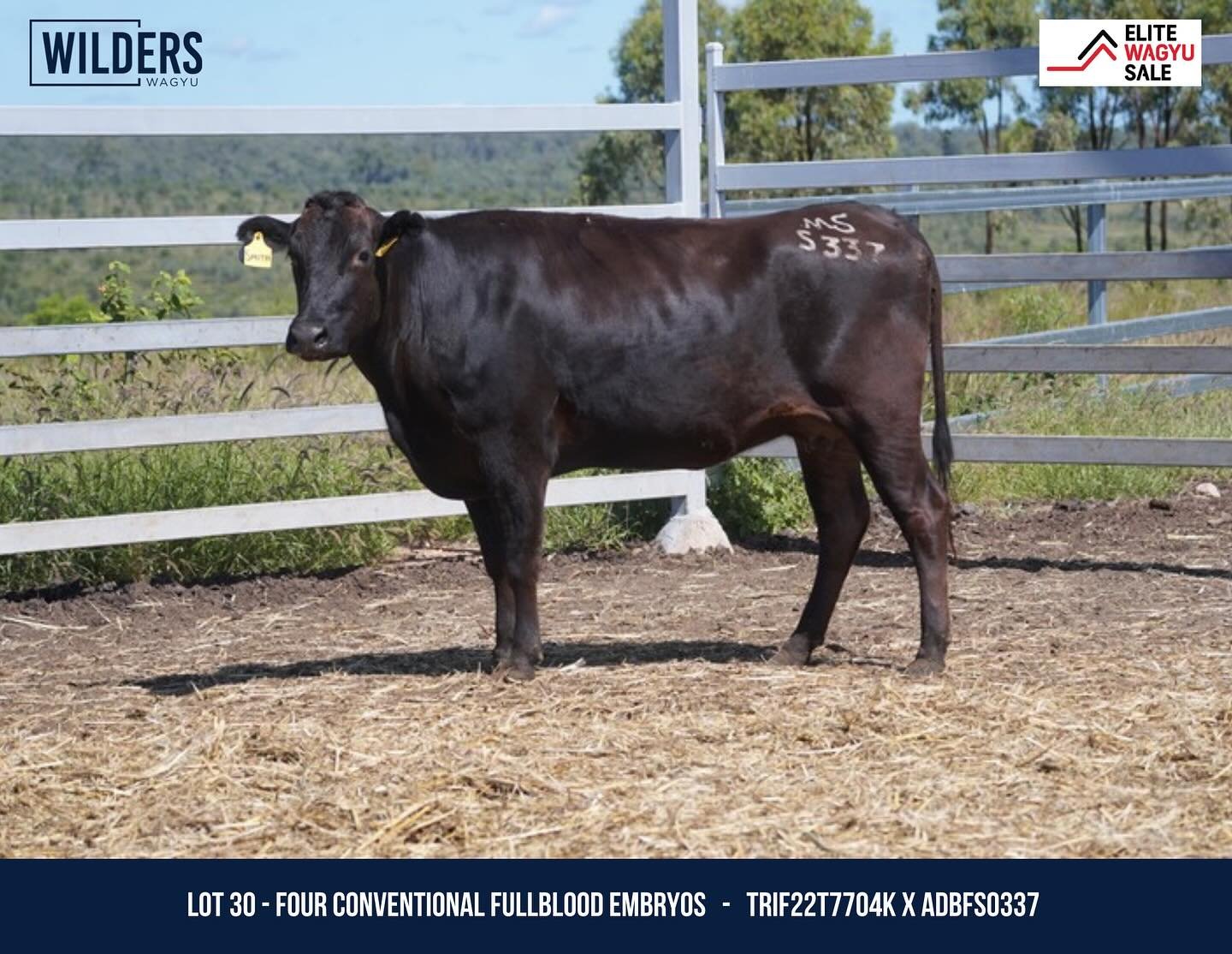 We are excited to have a WILD embryo offering in the 2026 Australian Wagyu Association Elite Wagyu Sale🔥

🗓️ Wednesday, April 15th, 2026 2:30PM EST

➡️ LOT 30
- TRIF22T7704K X ADBFS0337
- Four Conventional Fullblood Embryos
- This high-caliber embr