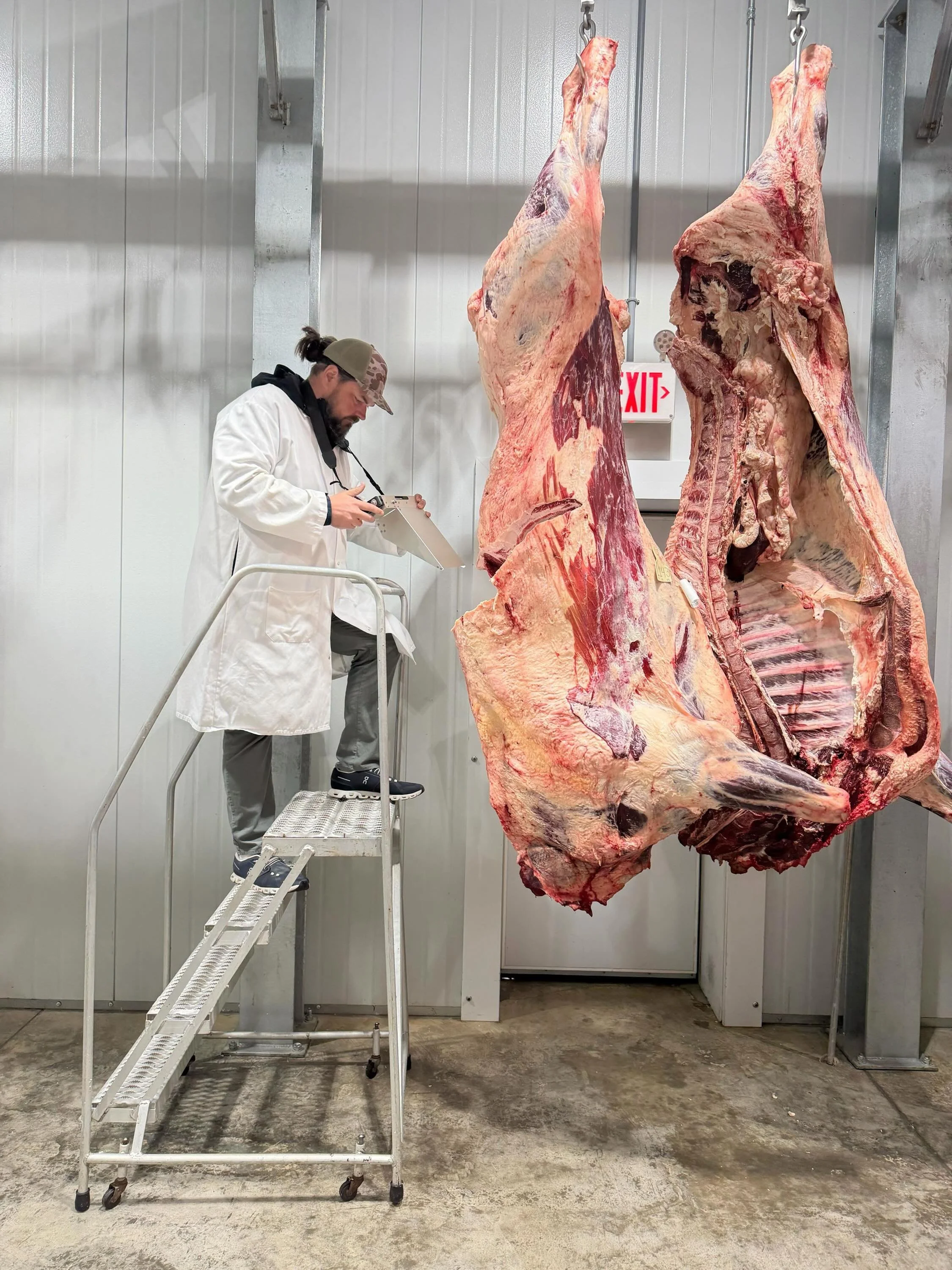 Another exciting grading day with one of our local processing partners, @contentnea_farms !

One of the highlights from this harvest was steer L143, a progeny of one of our flagship sires, BFC SANJIROU 3 40F. On the maternal side, his dam SPARK 083J 