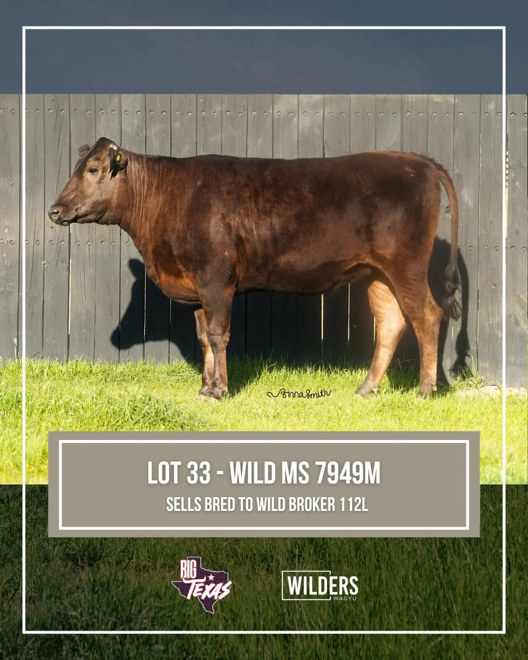 Our bred heifer lineup for the Big Texas Sale 🔥

The Wilders Wagyu team is excited to offer 3 bred heifers in the TWA Big Texas Sale!
📍 Fort Worth, TX
🗓️ May 30, 2026 at 6:30 PM CT

These females represent the kind of genetics our program is built