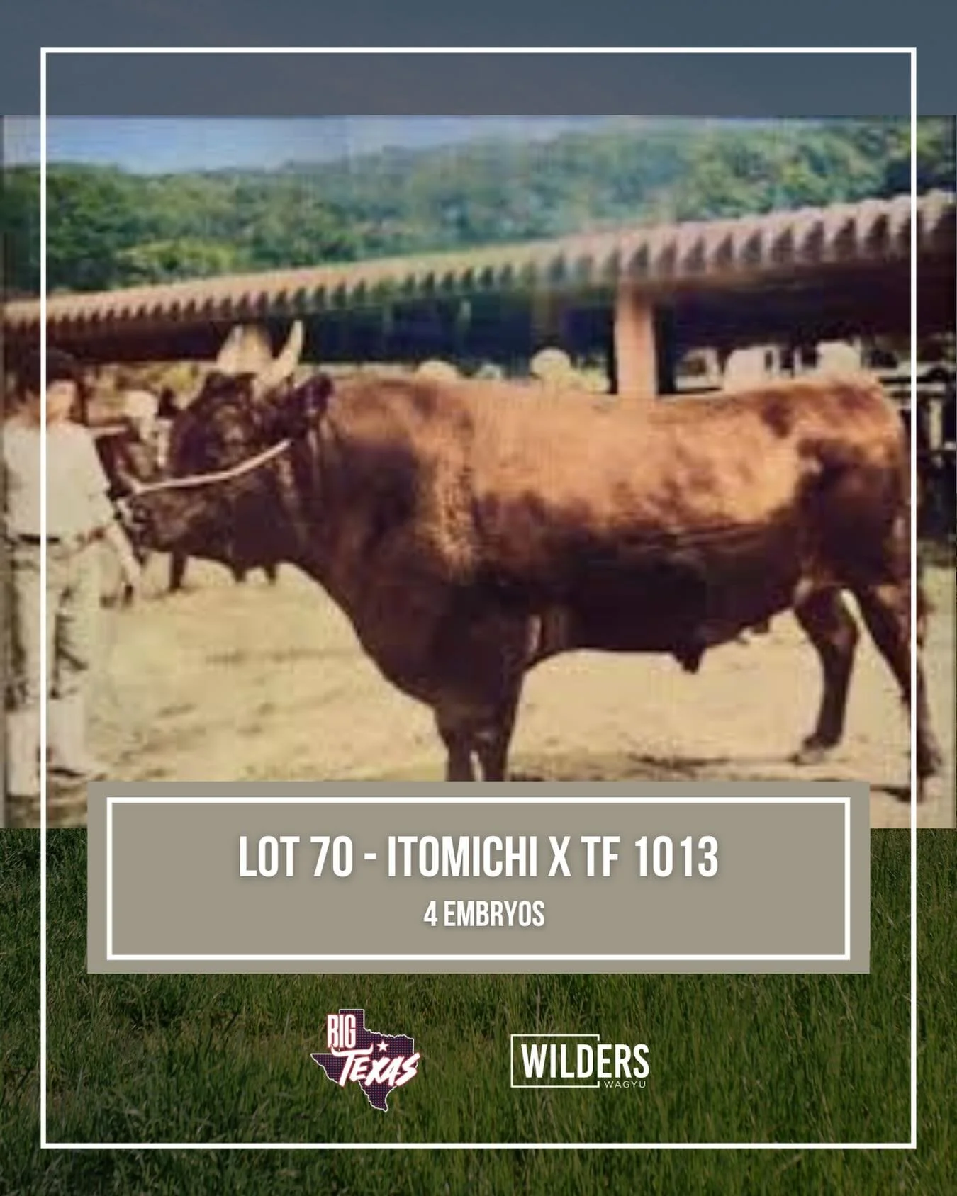 Original Takeda genetics 🔥

We are excited to offer EMBRYO LOT 70 in the TWA Big Texas Sale!
📍 Fort Worth, TX
🗓️ May 30th at 6:30 PM CT

LOT 70 &mdash; ITOMICHI x TF 1013 EMBRYOS
Takeda genetics appreciators &mdash; here is your gold. This mating 