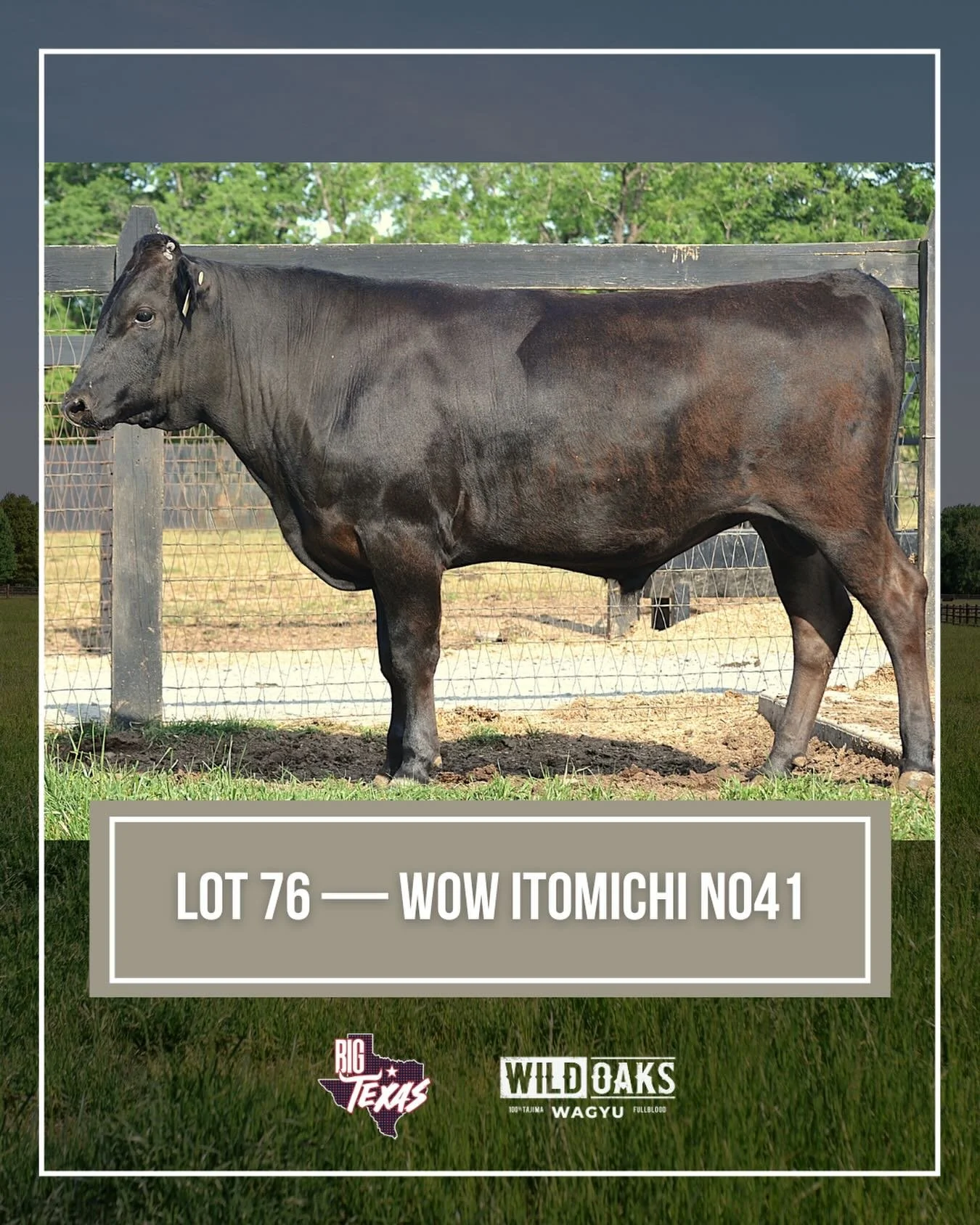 Foundational Wagyu genetics 🚨

On behalf of WILD Oaks Wagyu, we are excited to offer BULL LOT 76 in the TWA Big Texas Sale!
📍 Fort Worth, TX
🗓️ May 30, 2026 at 6:30 PM CT

LOT 76 &mdash; WOW ITOMICHI N041
A rare opportunity to acquire direct Itomi