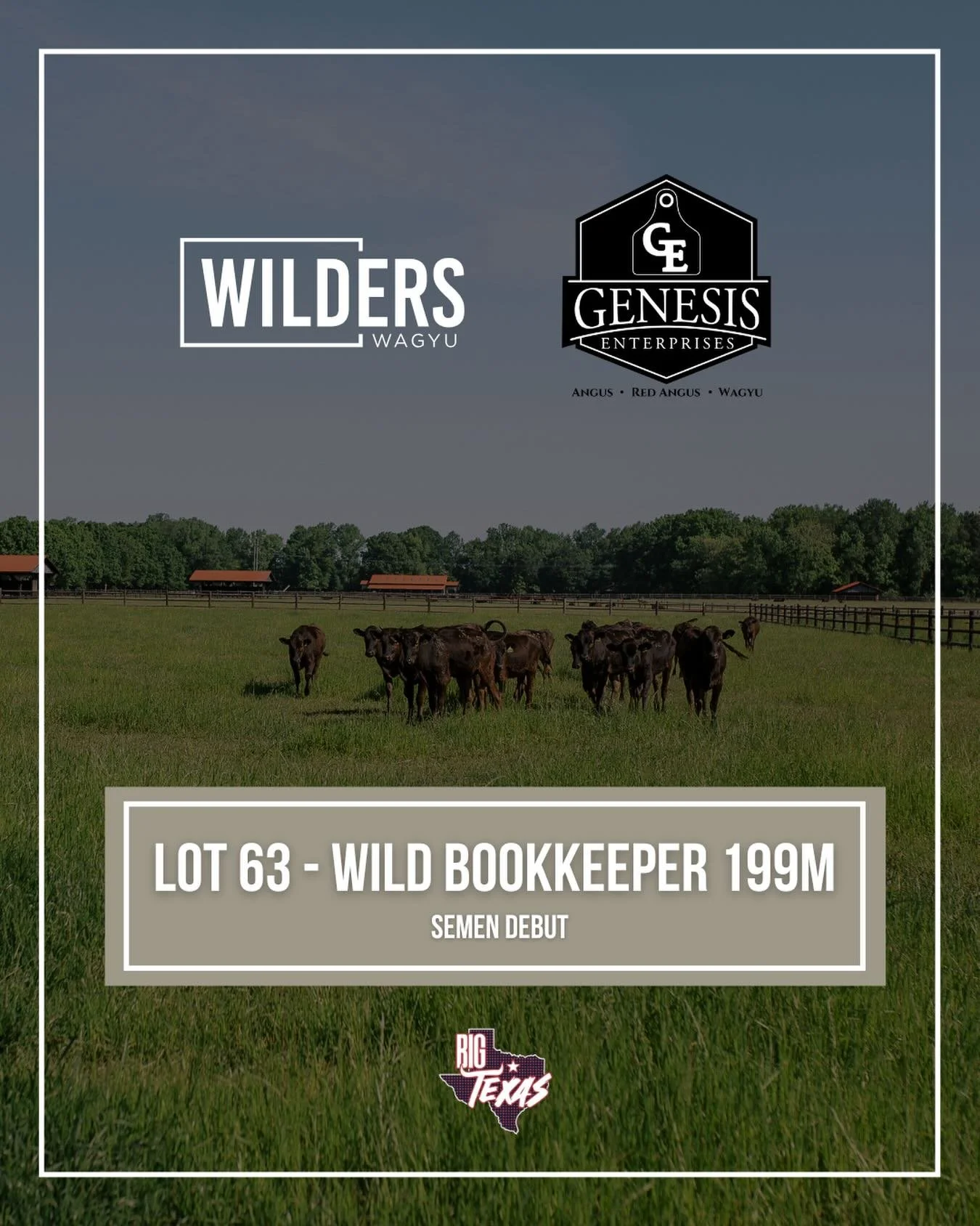 Quantum genetics 🔥

In partnership with Genesis Enterprises, we are excited to present SEMEN LOT 63 in the TWA Big Texas Sale!
📍 Fort Worth, TX
🗓️ May 30, 2026 at 6:30 PM CT

LOT 63 &mdash; WILD BOOKKEEPER 199M
A first-time opportunity to acquire 