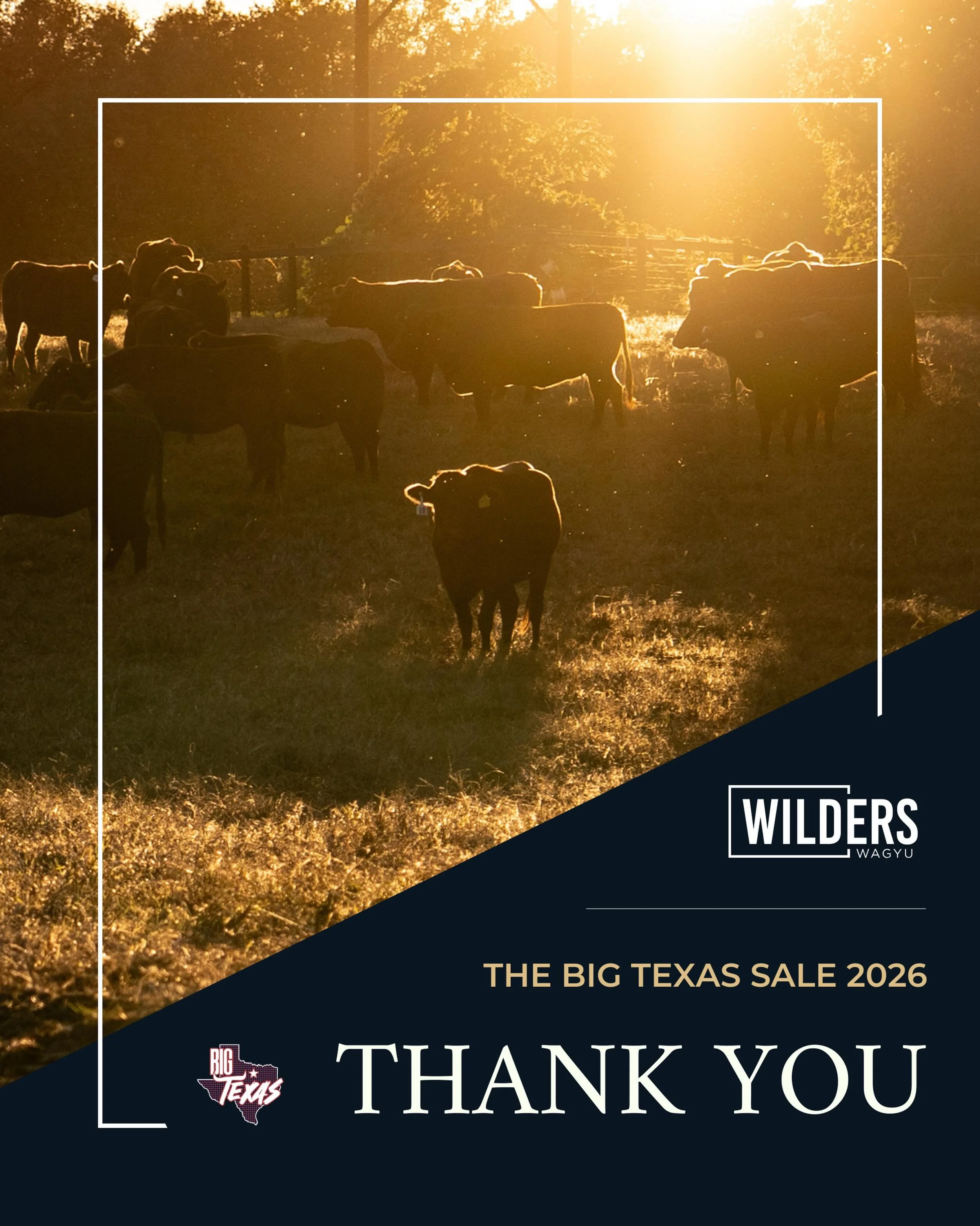 Thank you to everyone who showed interest in, bid on, purchased, and supported our lots at the 2026 Big Texas Sale. We appreciate the confidence placed in our program and are thankful for the opportunity to showcase genetics that represent the direct