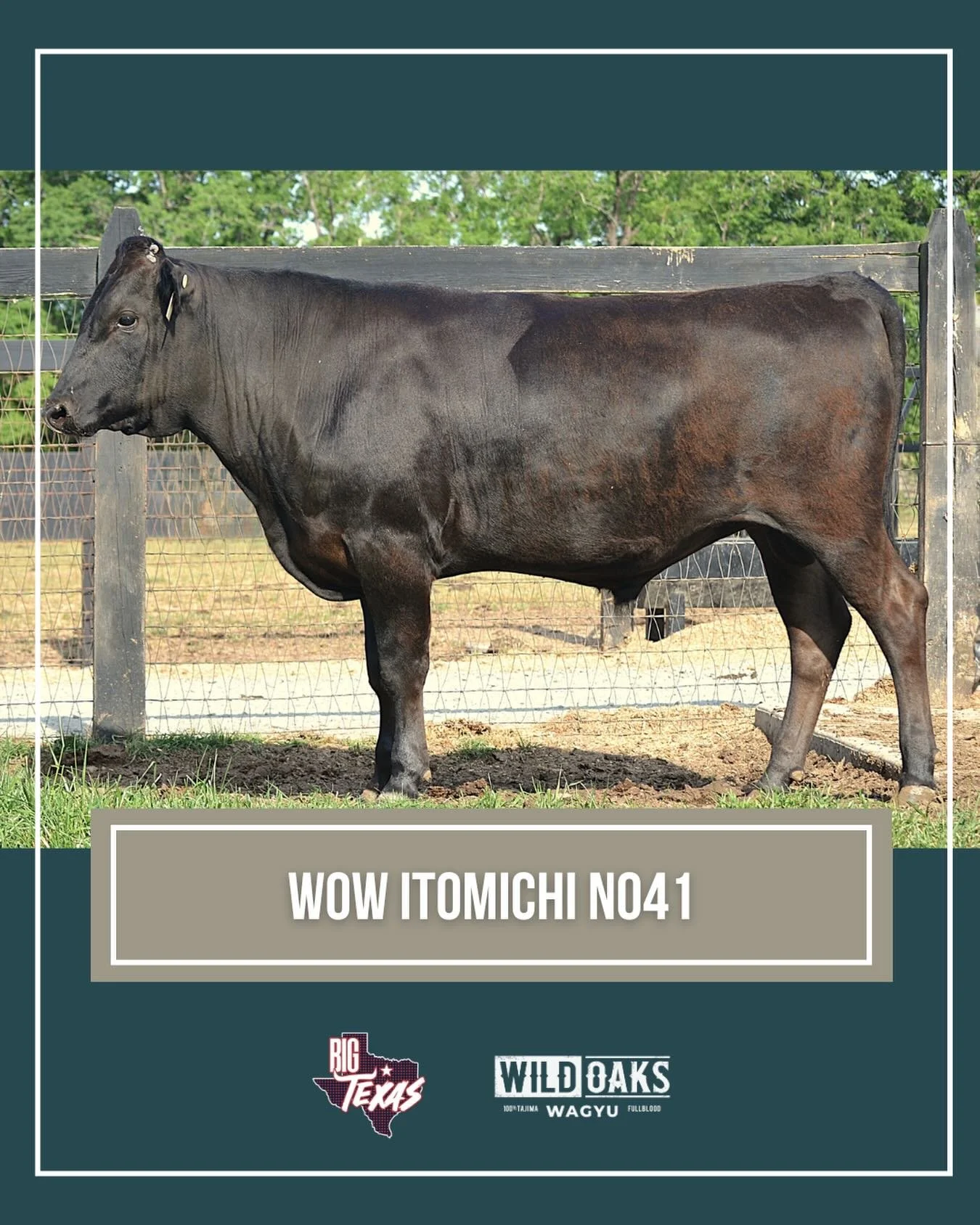 Thank you to everyone who showed interest in, bid on, and supported the WILD Oaks Wagyu offering at the 2026 Big Texas Sale.

In collaboration with our friends at Twin Oaks Wagyu, we were proud to offer Lot 76 &mdash; WOW ITOMICHI N041, a unique oppo