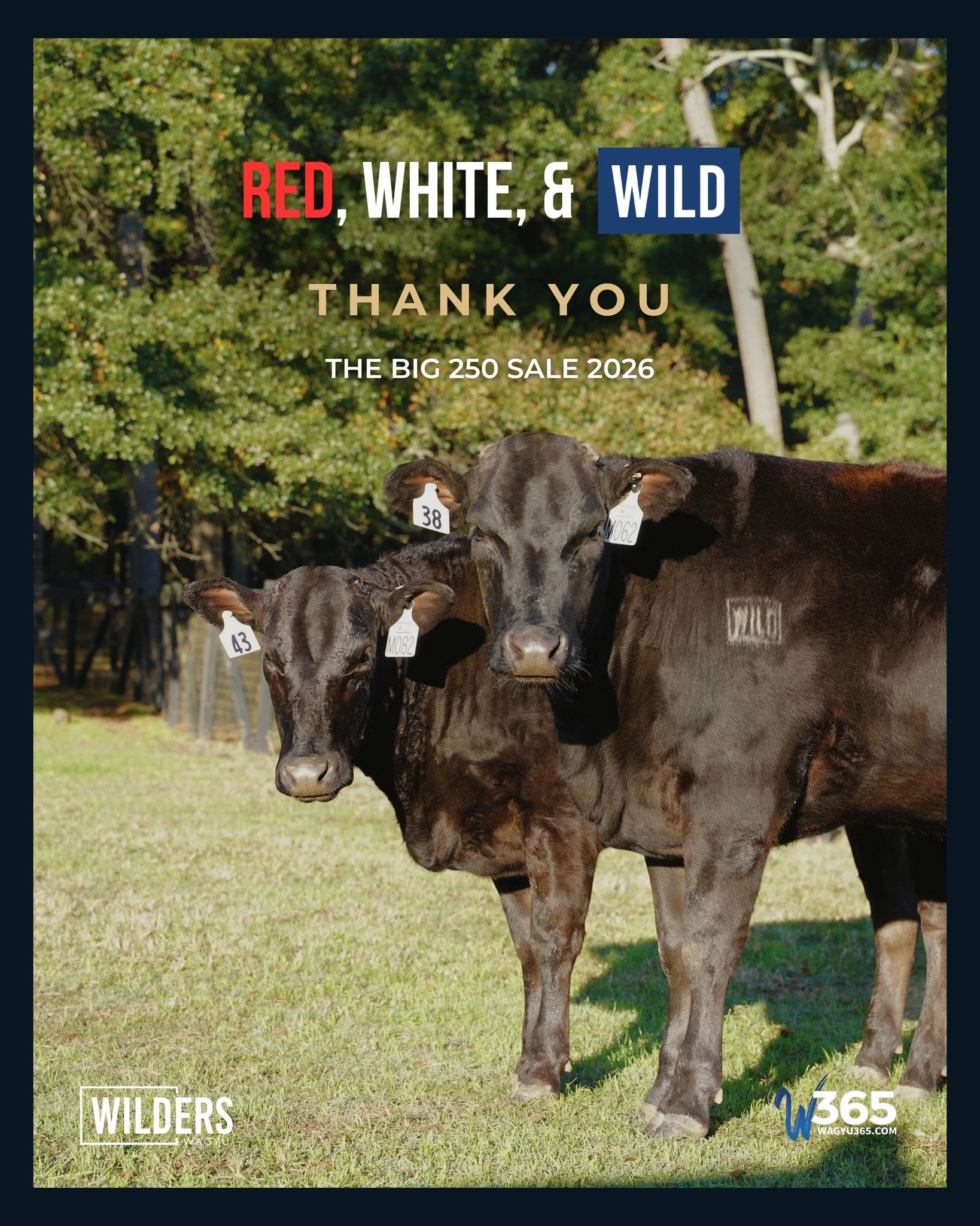 That's a wrap on RED, WHITE, &amp; WILD | The Big 250. 🇺🇸

Celebrating America's 250th birthday with the Wagyu breed's largest online frozen genetics sale made this year's event one we'll never forget.

To everyone who registered, bid, shared the s