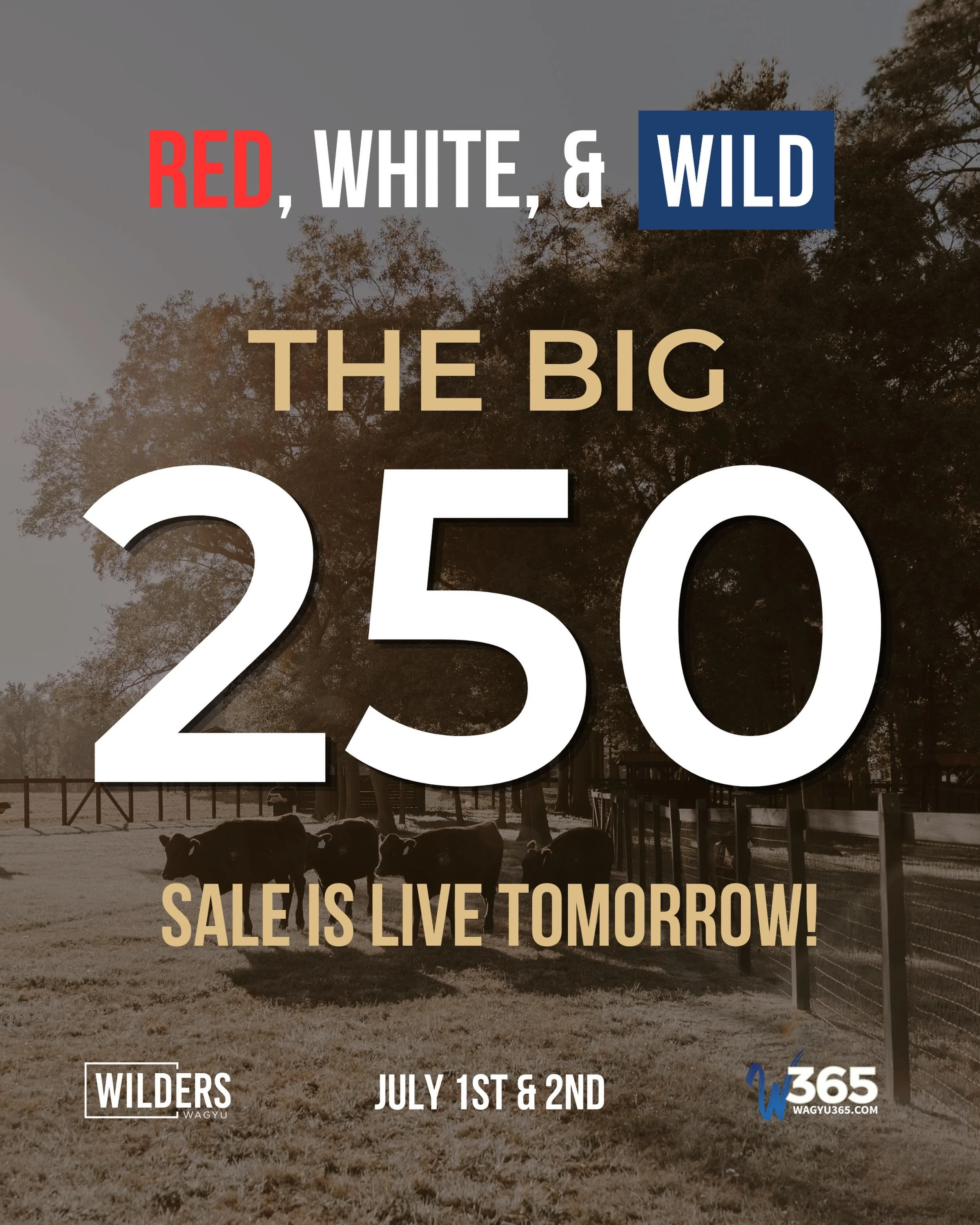⏰ 24 HOURS UNTIL THE SALE OPENS!

The countdown is on. RED, WHITE, &amp; WILD | The BIG 250 Online Frozen Genetic Sale begins tomorrow, with bidding opening at 10:00 AM EST

Featuring:
&bull; Semen from 70+ Fullblood Wagyu sires
&bull; Bulk semen pac