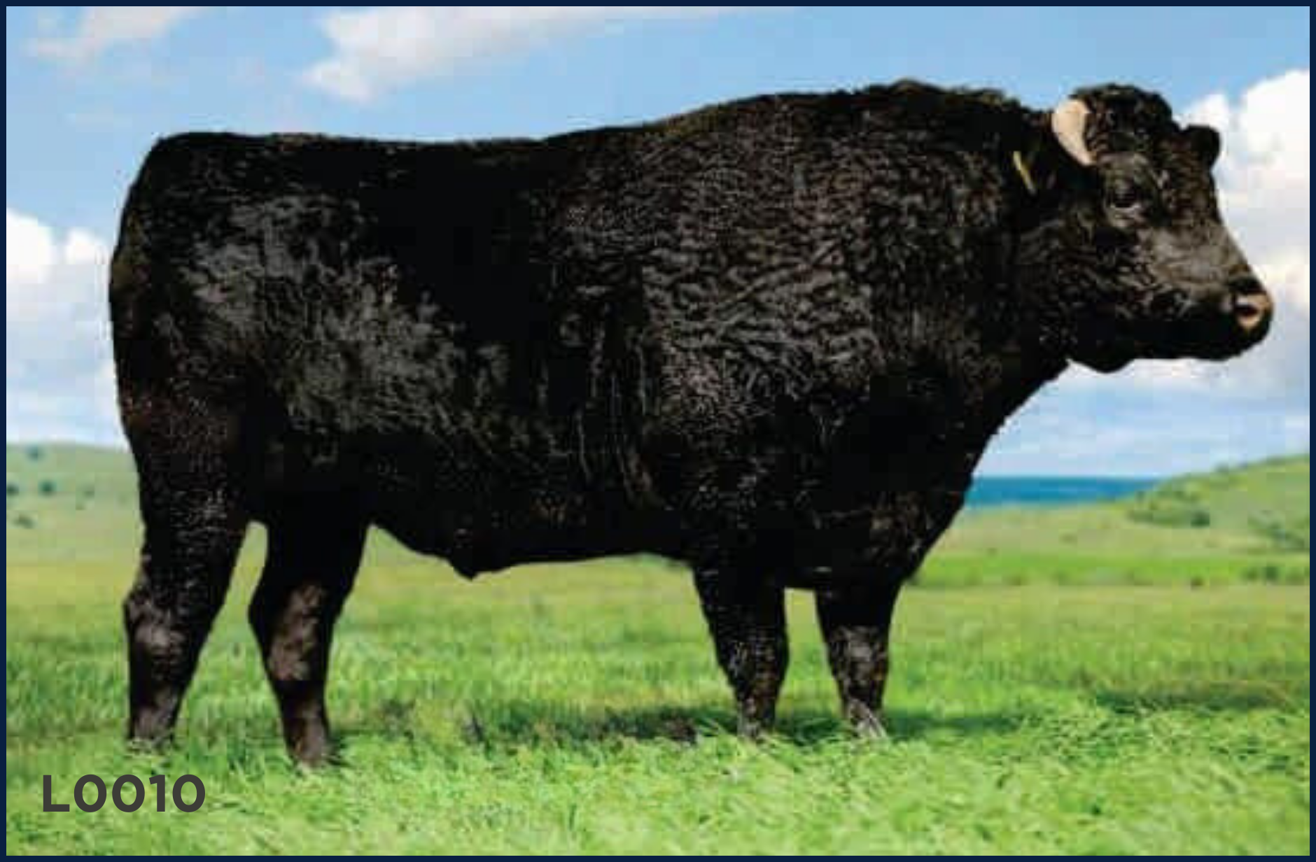 Sire L0010 (1).png