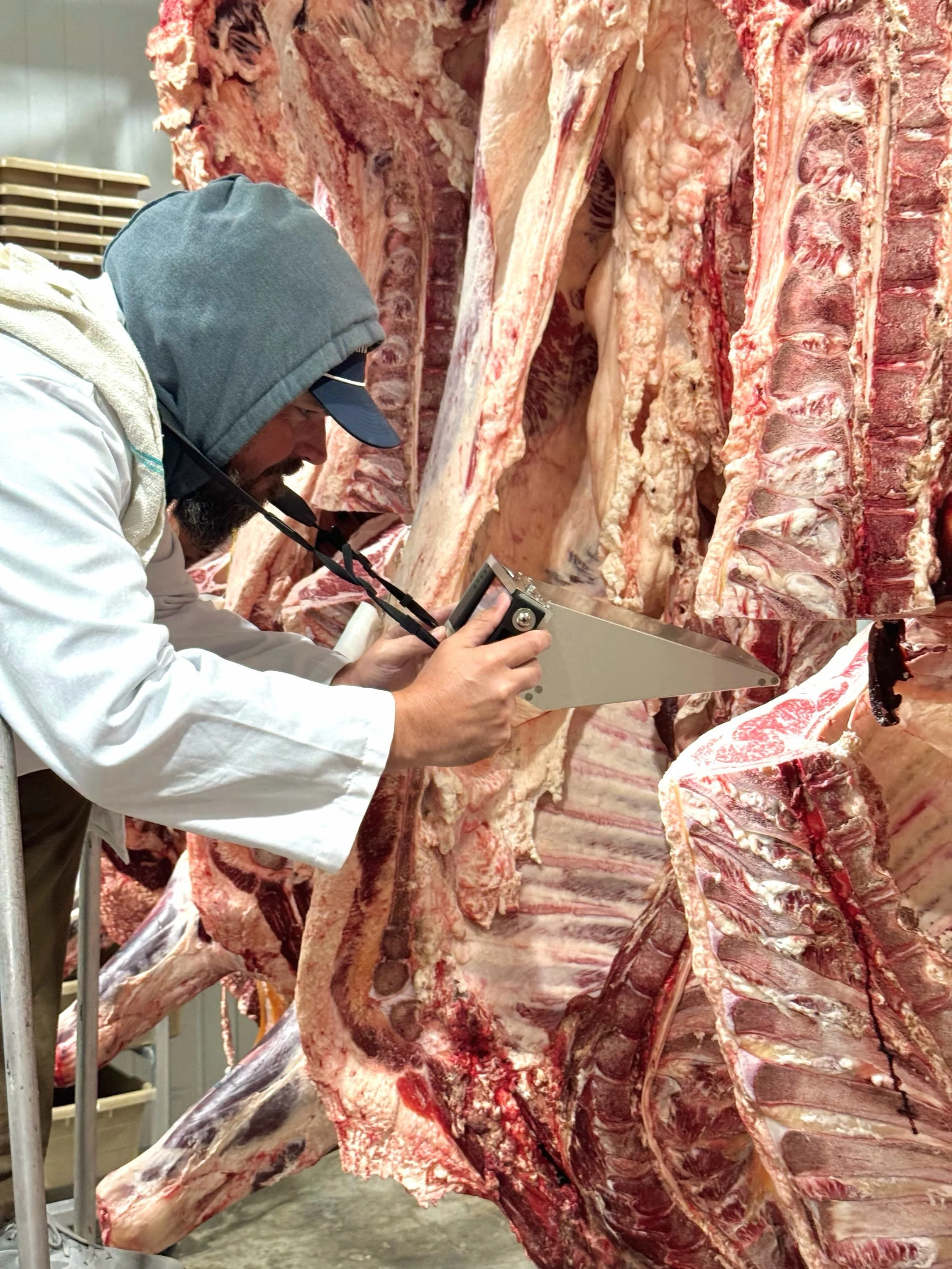 Grading day is always exciting, especially when the results reinforce what we are working toward in our genetics!

This HP WAGYU RELIABLE R0157 x VERMONT SUMO ITOZURU steer from our finishing group off the farm came in at a 1,036 lb carcass weight wi