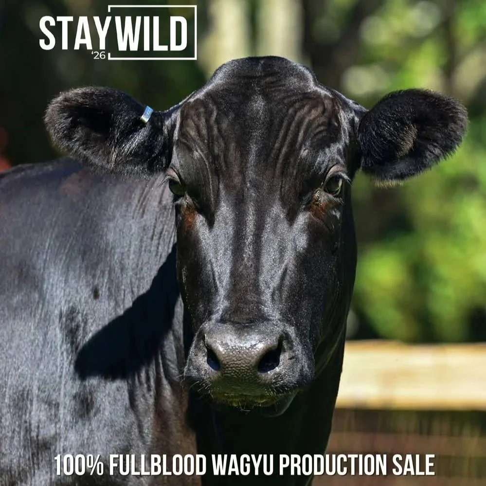 StayWILD'26 Fullblood Wagyu Production Sale Preview