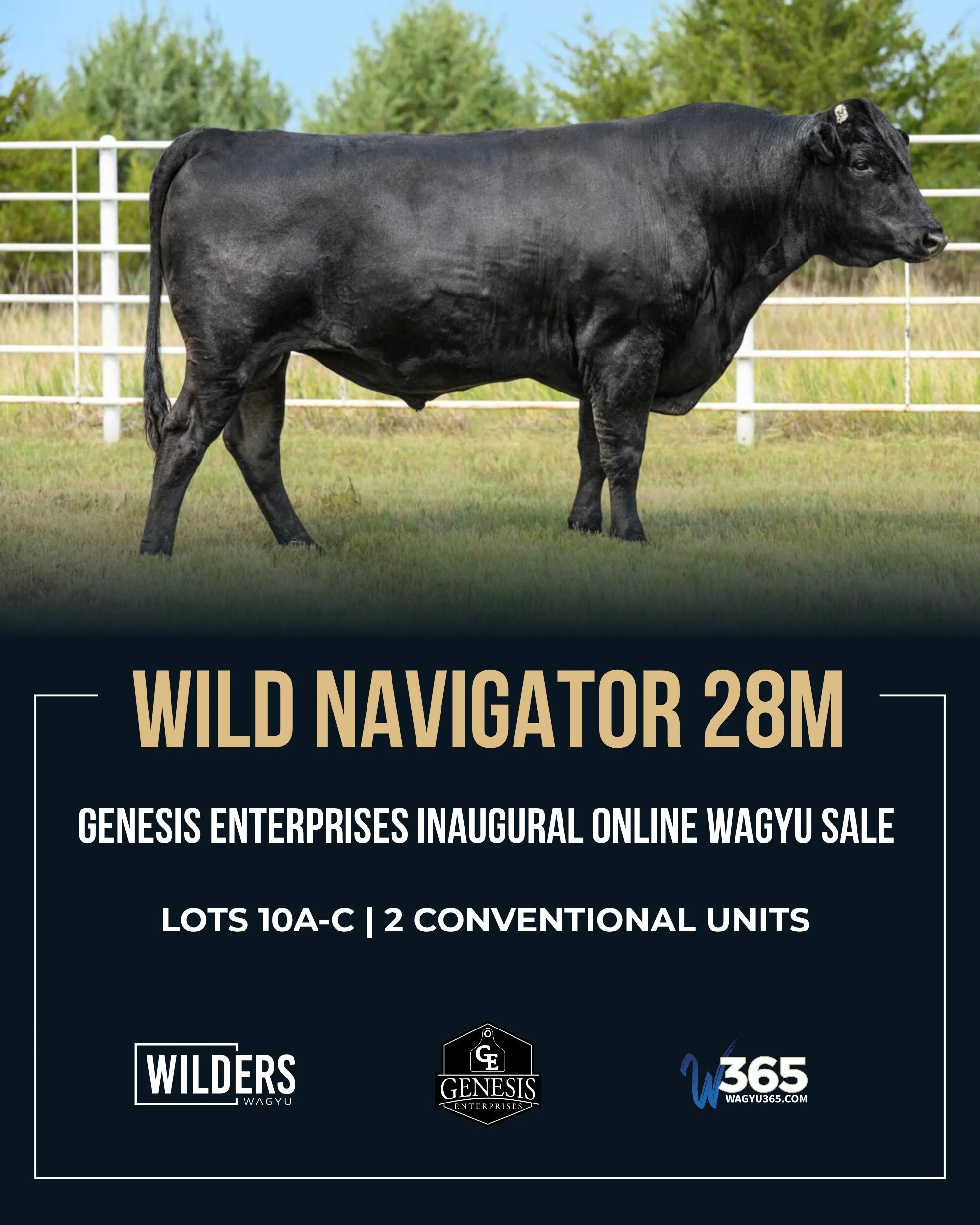 Don&rsquo;t miss these two WILD sires in the upcoming Genesis Enterprises Inaugural Online Wagyu Sale on September 15th!

Lots 10A, 10B and 10C
2 conventional units of WILD Navigator 28M
WILD Navigator 28M combines an impressive EPD and WBV profile w