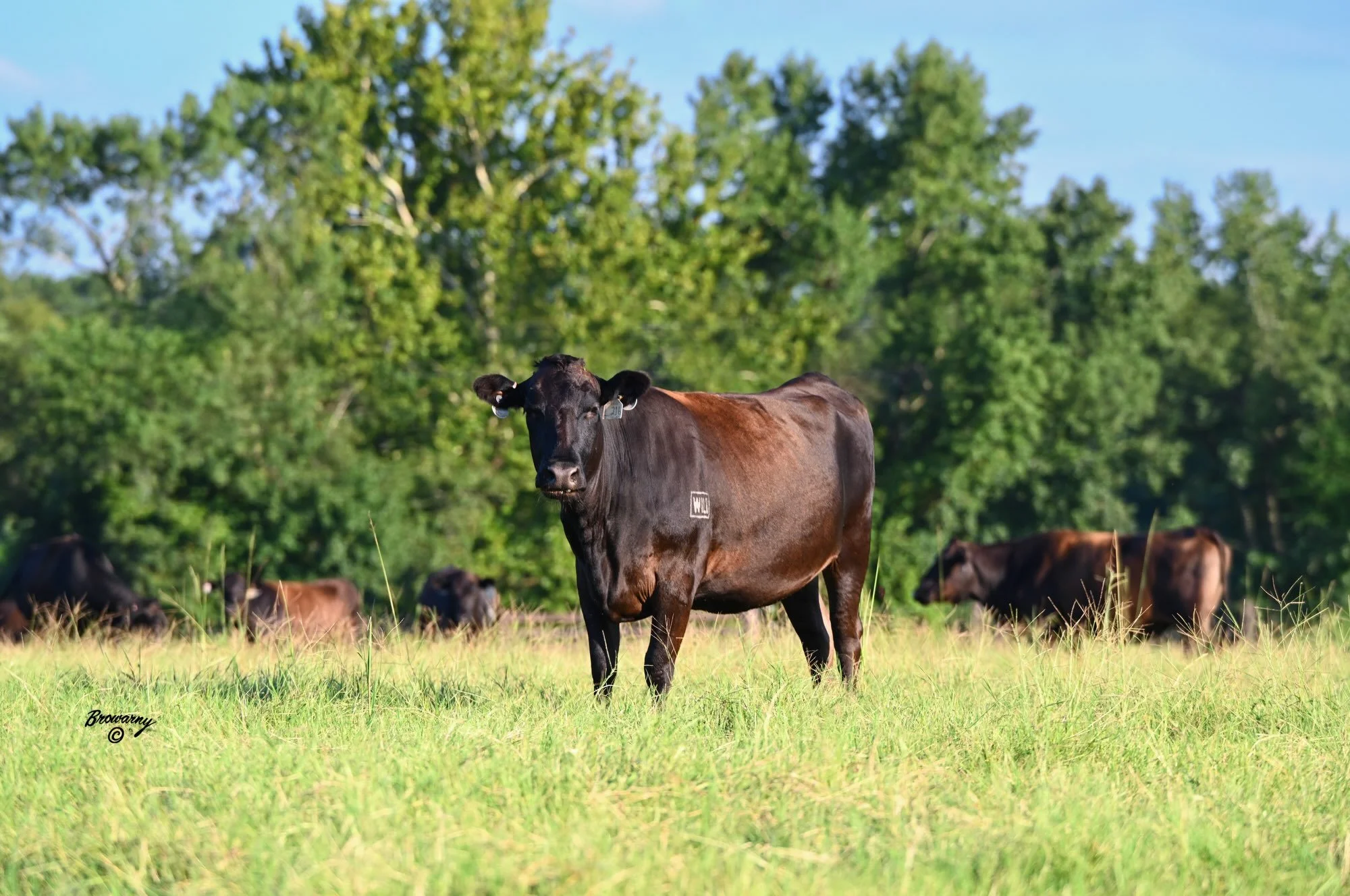 Only 50 days until we get to gather together again on the farm for StayWILD &rsquo;26! 🔥

Our team is hard at work getting everything ready for November 7. As the countdown continues, here is a behind the scenes look at the day Allan Browarny with @