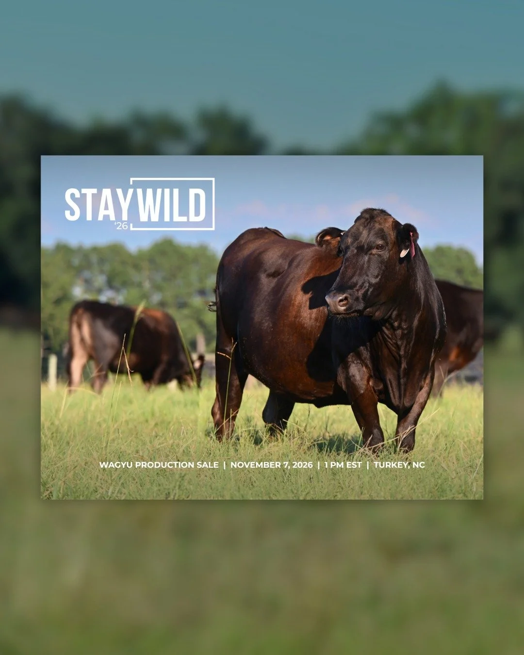 It&rsquo;s here. The StayWILD&rsquo;26 Production Sale Catalog is officially LIVE! 🔥

Inside, you&rsquo;ll find a closer look at the cattle and genetics that make up this year&rsquo;s offering. Our team has put a lot of work into bringing StayWILD&r