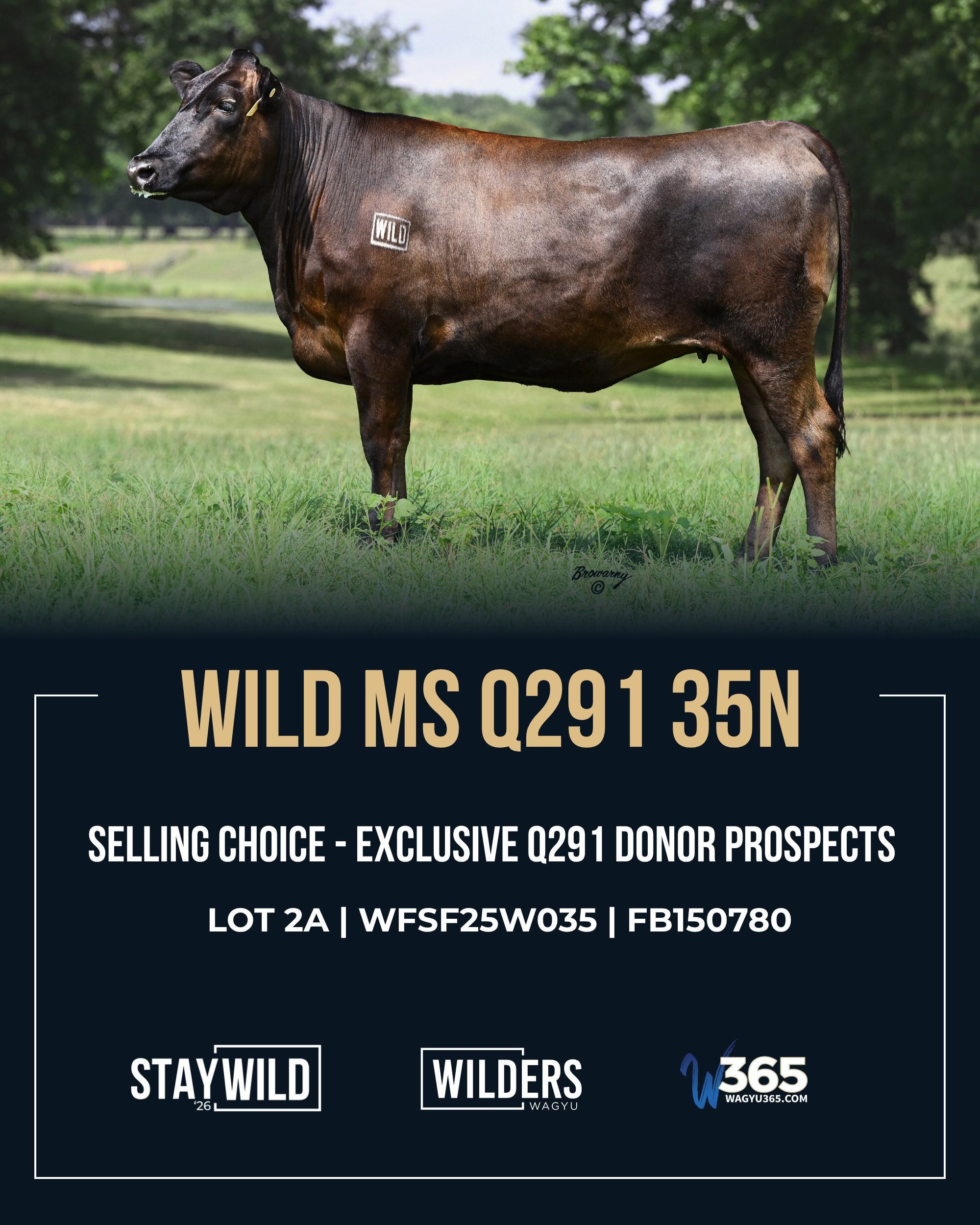 Q291 genetics. Standout phenotype. Pedigrees backed by carcass data. 🔥

Our StayWILD &rsquo;26 Q291 offering brings together two exclusive donor prospects selling as buyer&rsquo;s choice and a powerful herd sire prospect.

▪️ LOT 2A | WILD MS Q291 3