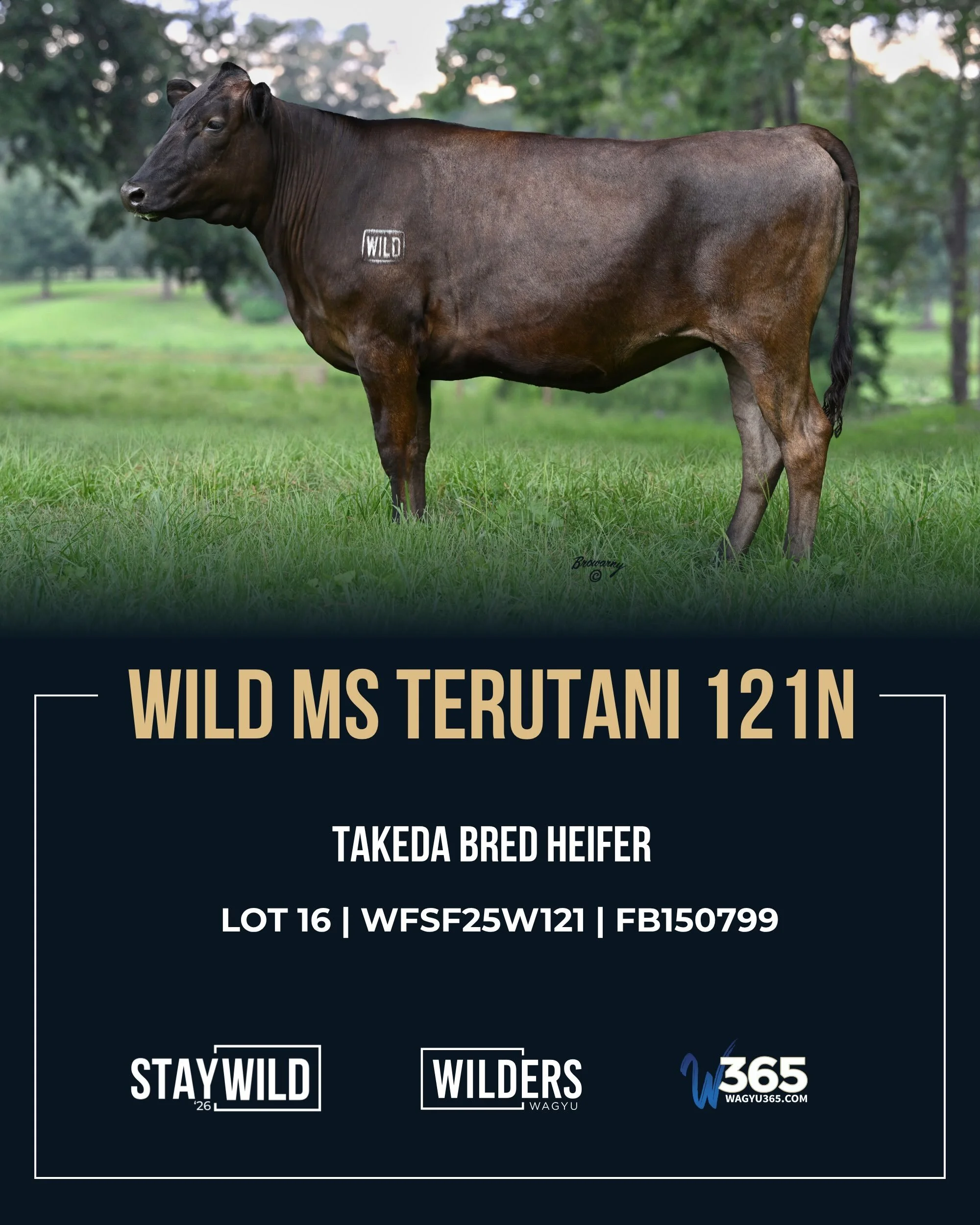 Foundational genetics. Proven influence. Exciting possibilities.

Our StayWILD &rsquo;26 Takeda offering brings together a bred female, embryo packages, and semen backed by some of the most influential genetics in the breed. From exceptional marbling