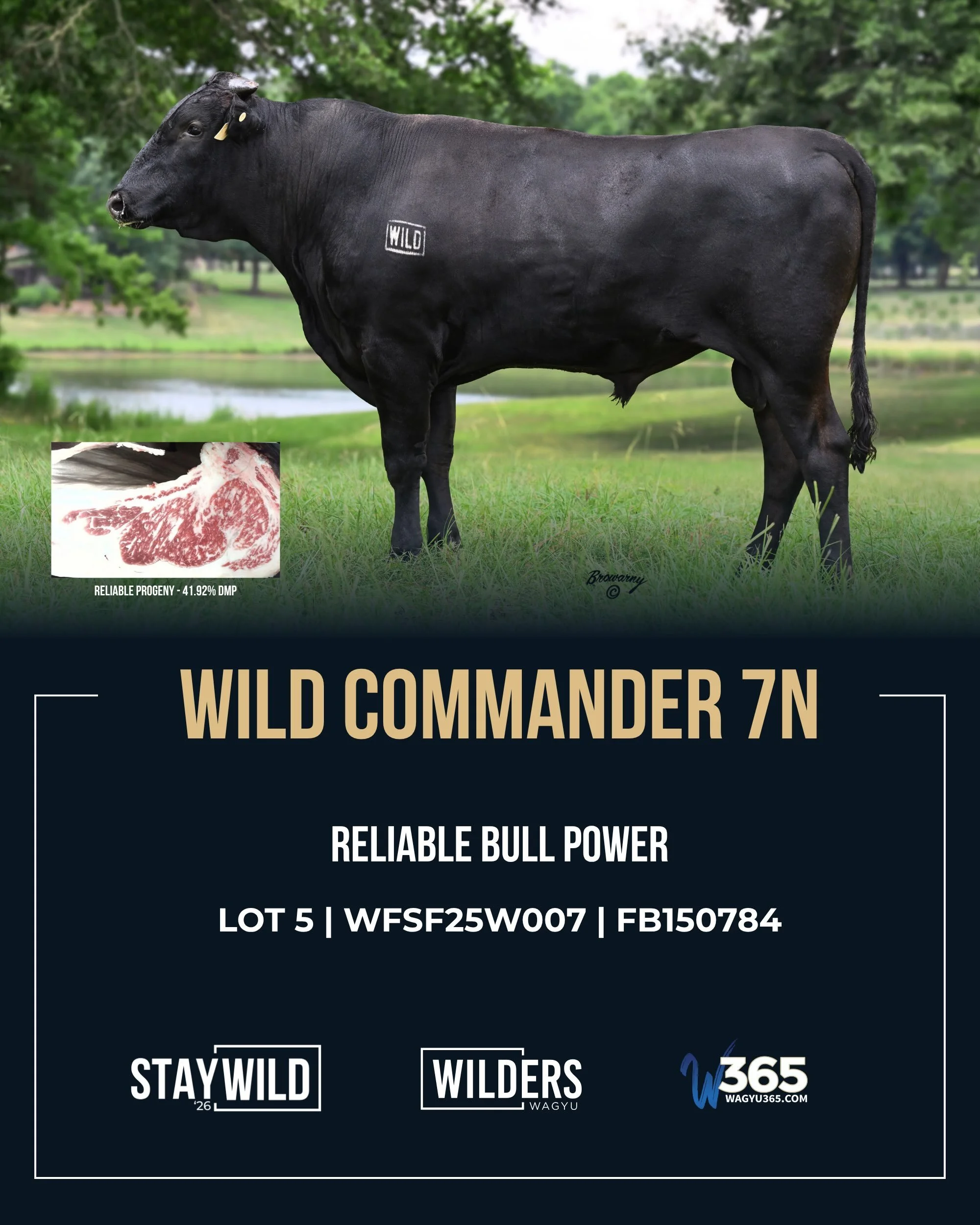 Two HP Reliable sons. Power, presence, and pedigrees worth a closer look.

WILD Commander and WILD Commissioner bring together HP Reliable&rsquo;s elite genetics and the influential 3025Z cow family. Their sire is backed by five carcass records from 