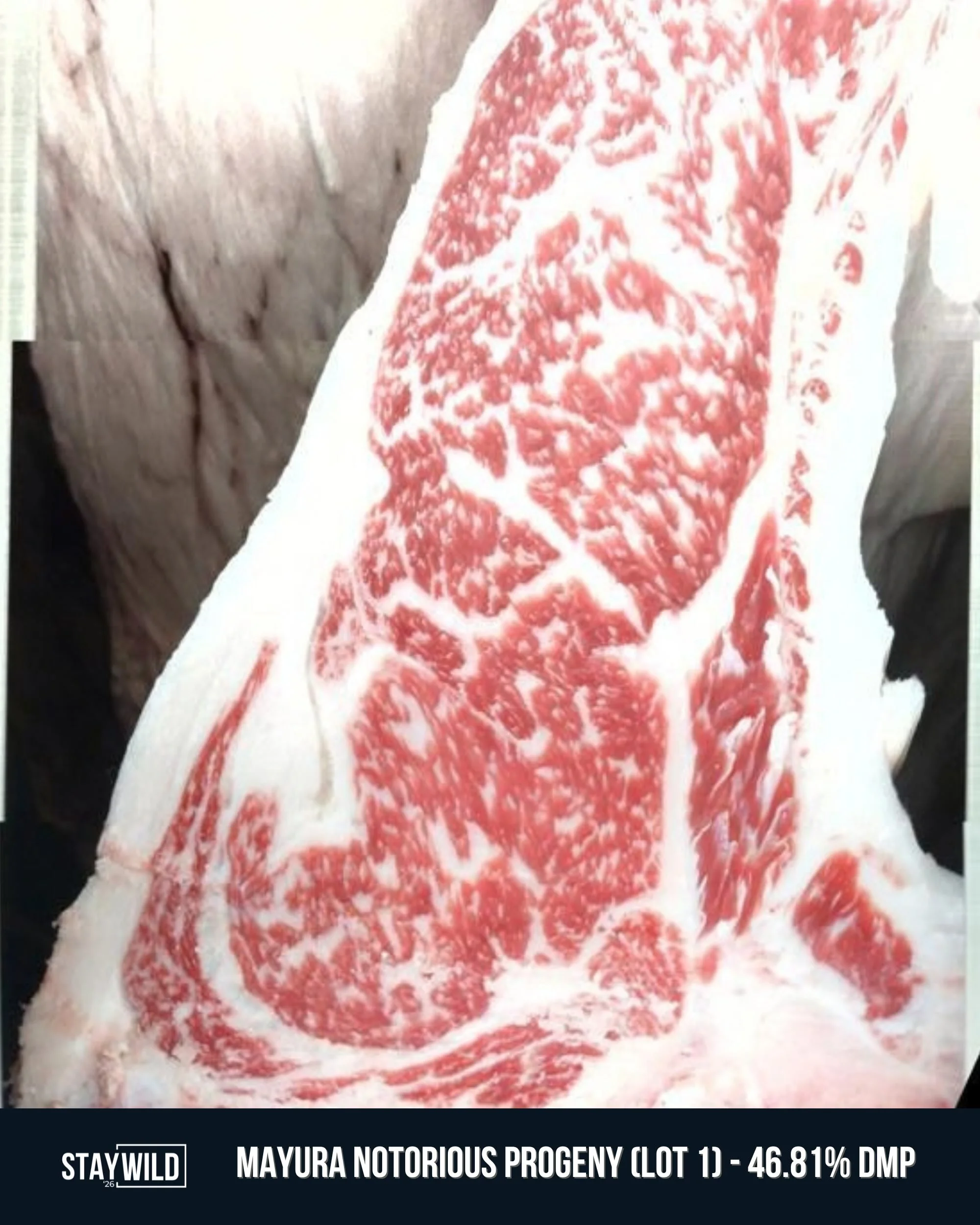 THE PROOF IS IN THE BEEF 🥩

Our StayWILD&rsquo;26 Production Sale offering is backed by more than impressive pedigrees and genomic profiles. We have the carcass data to back it up!

Through our WILD Carcass Database, we&rsquo;re tracking real result