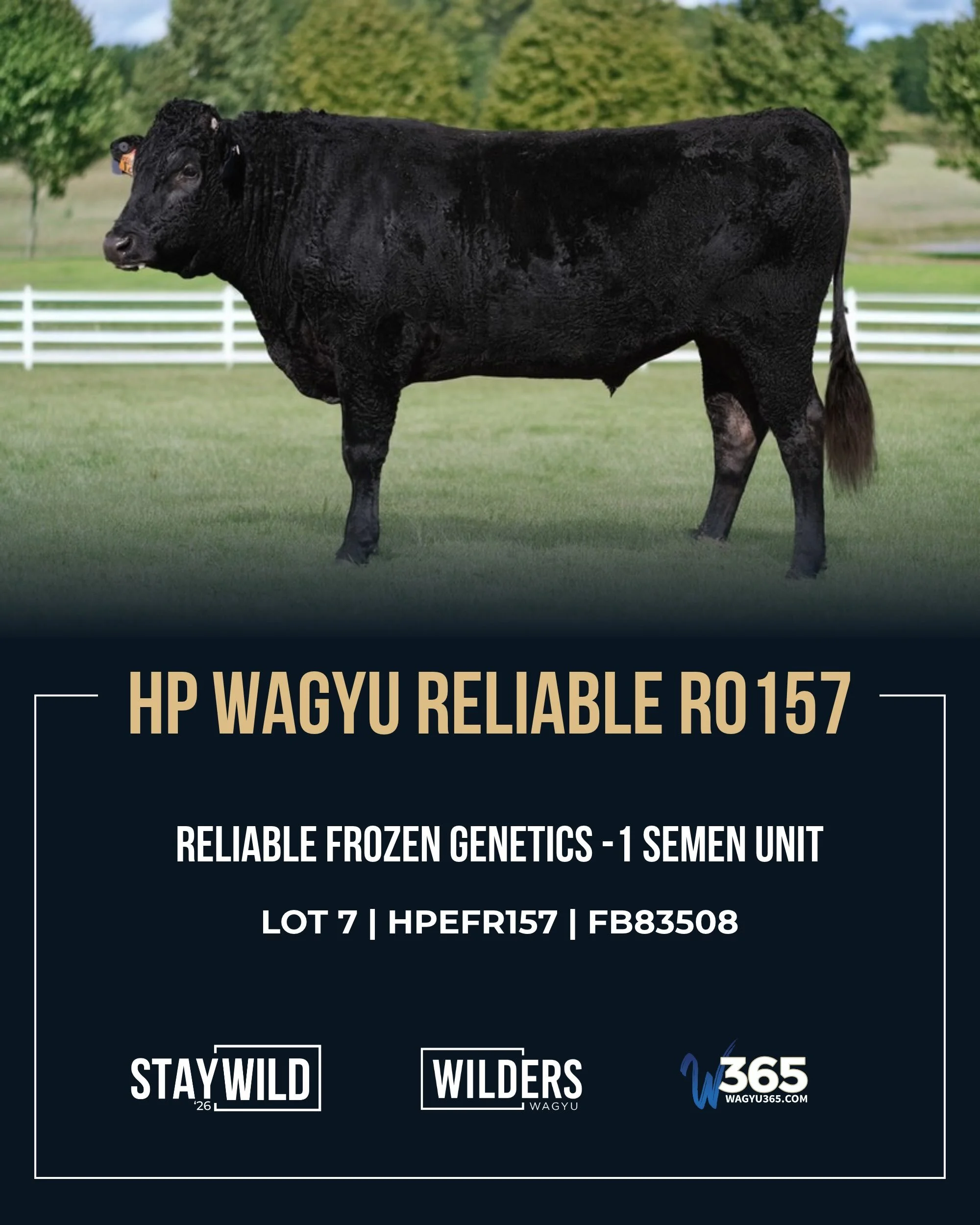 Bring WILD genetics to your herd! 🔥 Our StayWILD&rsquo;26 semen offering features sires we&rsquo;re putting to work in our own program, with standout genomics, carcass performance and opportunities to bring fresh bloodlines into yours.

LOT 7 | HP W
