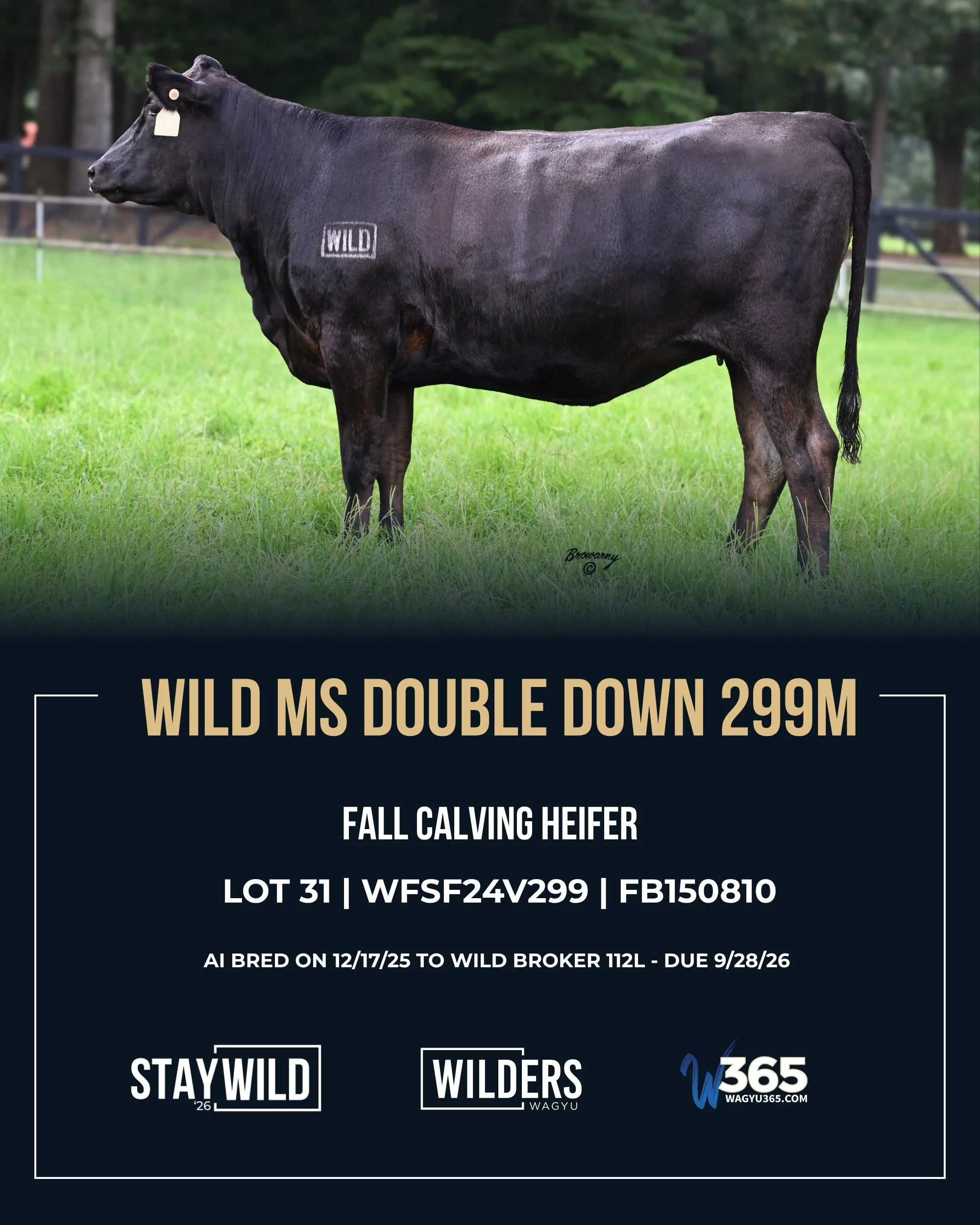 Maternal strength. Carcass proof. A fall calving lineup worth a closer look. 🔥

Lots 31 through 41 bring proven sire lines, productive cow families, and valuable breeding options to our StayWILD&rsquo;26 Production Sale.

LOT 31 | WILD MS DOUBLE DOW