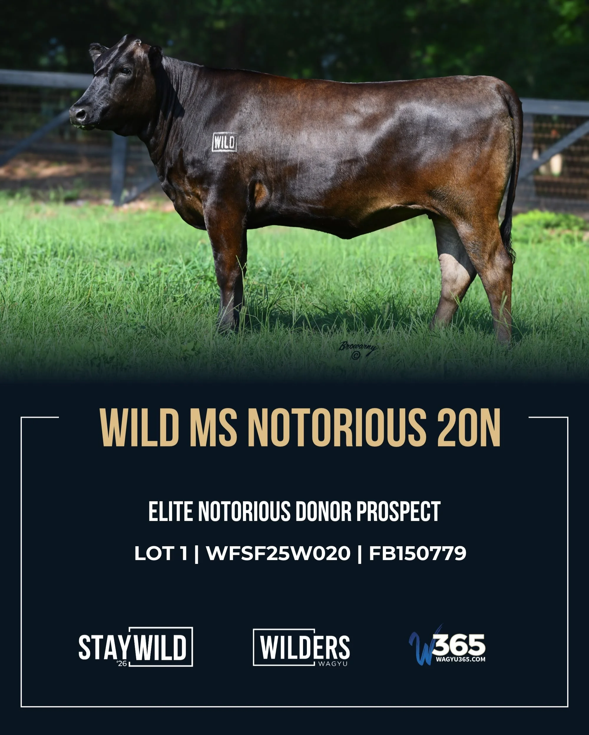 We&rsquo;re 20 days to StayWILD&rsquo;26! Meet the female leading off our offering! 🐂

LOT 1 | WILD MS NOTORIOUS 20N
WFSF25W020
This beautiful, moderate framed Mayura Notorious daughter brings together 4051, Shigeshigetani, and TF147, backed by the 