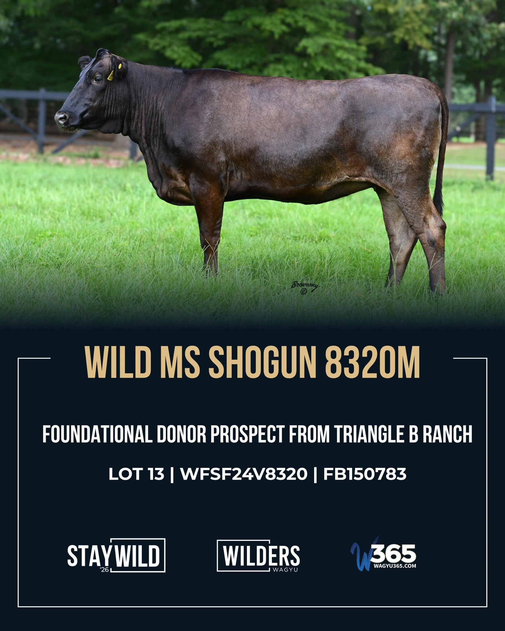 Proven cow families. Foundational genetics. Three lots to have your eye on at StayWILD&rsquo;26! 🔥

LOT 13 | WILD MS SHOGUN 8320M
WFSF24V8320
The first offspring offered from 7435J, a full sibling to the influential 3025Z. This docile, long bodied f