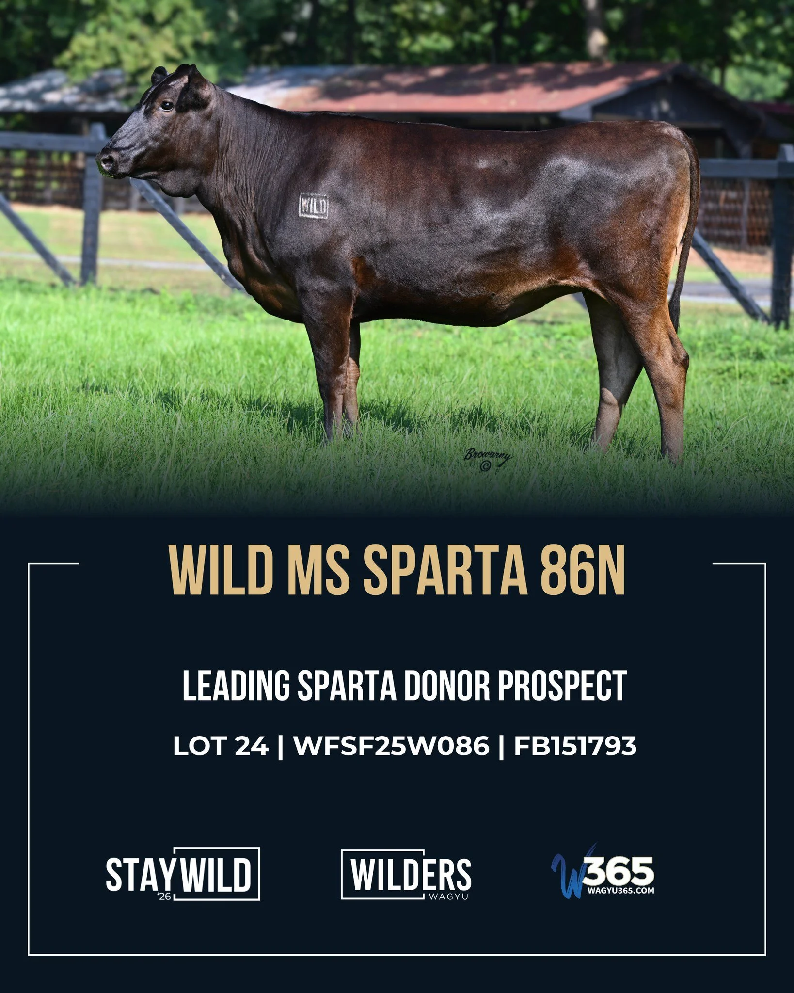 Three Sparta offspring bringing growth, balance and proven cow families to StayWILD&rsquo;26! 🔥

Sired by Sparta, a promising United son and maternal half brother to Arubial Bond with semen selling as high as $5,500 per unit, these lots deserve a cl