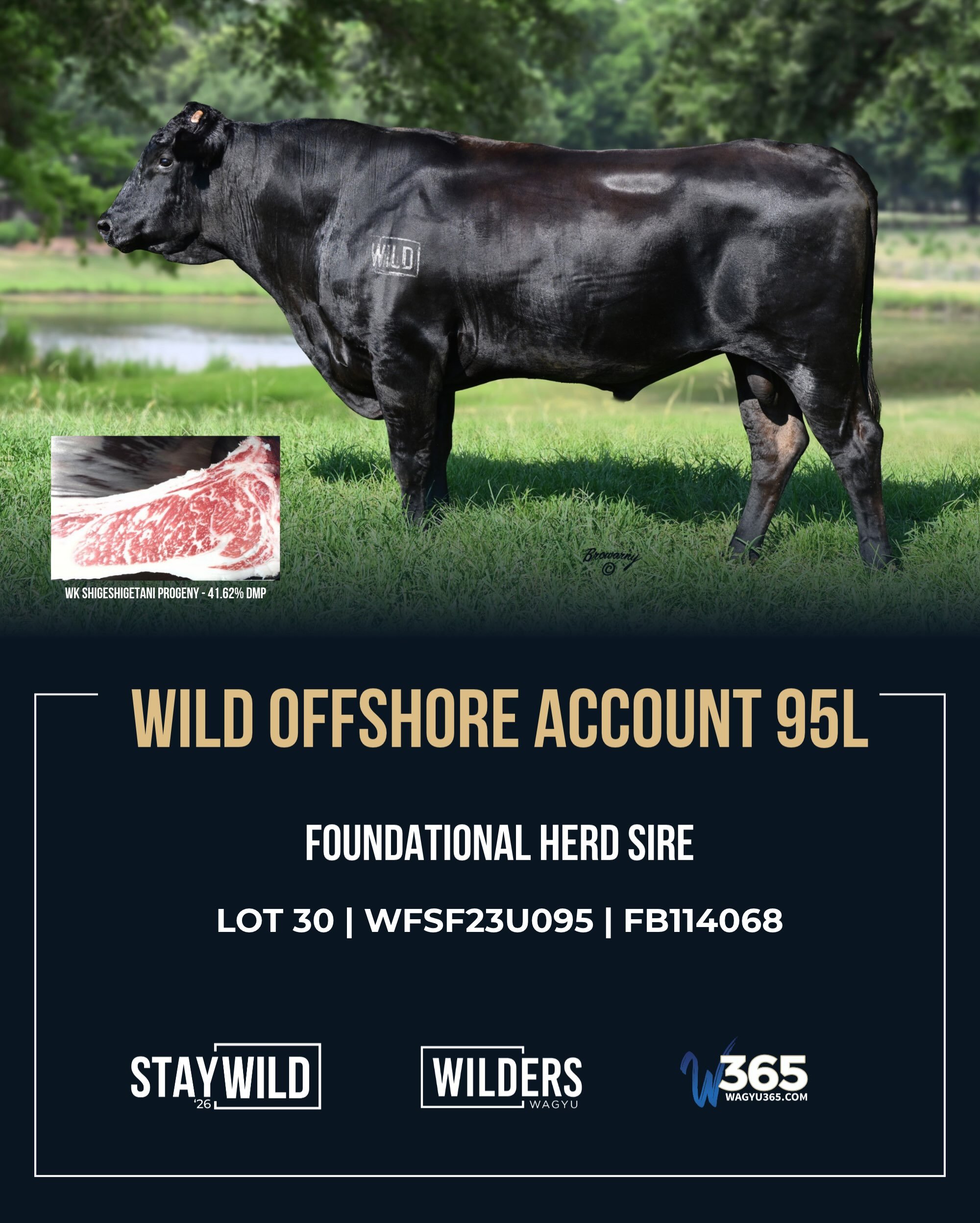 Power, presence, and a proven cow family. Take a look at Lot 30. 👀

LOT 30 | WILD OFFSHORE ACCOUNT 95L | WFSF23U095
Long bodied, big footed, and strong topped, Offshore Account is backed by 53H, a consistent producer in the Wilders breeding program.