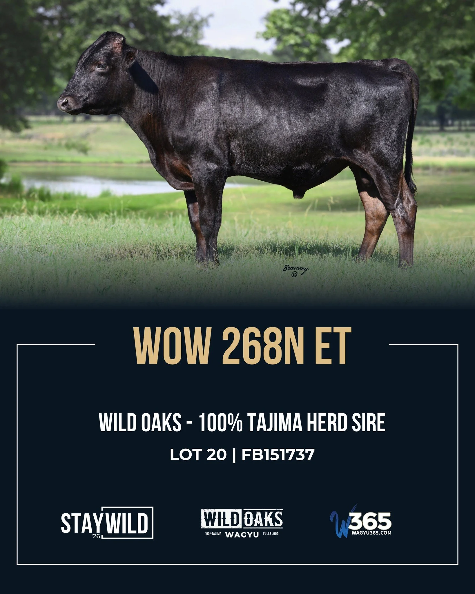 Rare Tajima genetics with generations of carcass quality behind them. Take a look at Lot 20 in our StayWILD&rsquo;26 Production Sale! 🔥

LOT 20 | WOW 268N ET | U151737

Offered by WILD Oaks Wagyu, our collaboration with @twinoaksanguswagyu , this he