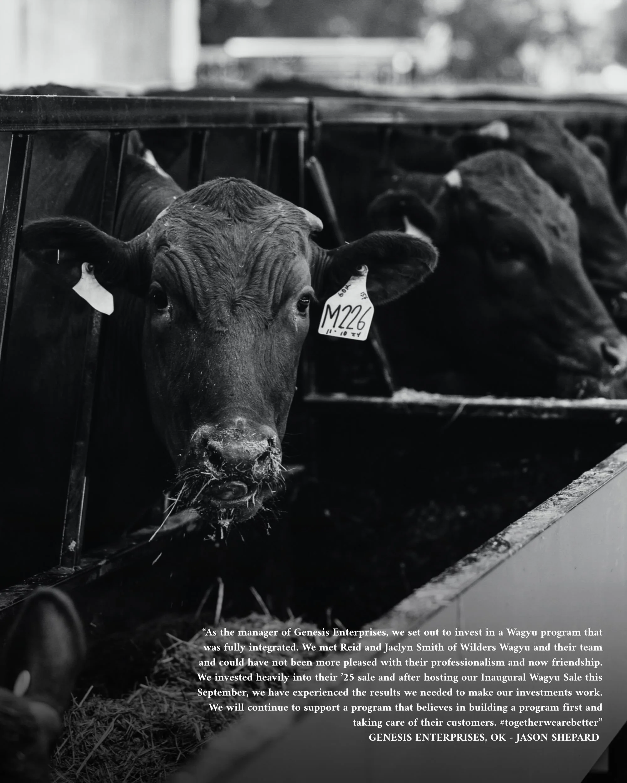 The cattle bring us together, but the people make this industry something special.

We&rsquo;re grateful for the breeders, buyers, and friends who have become part of our story. Sharing what we&rsquo;re learning, seeing cattle succeed in other progra