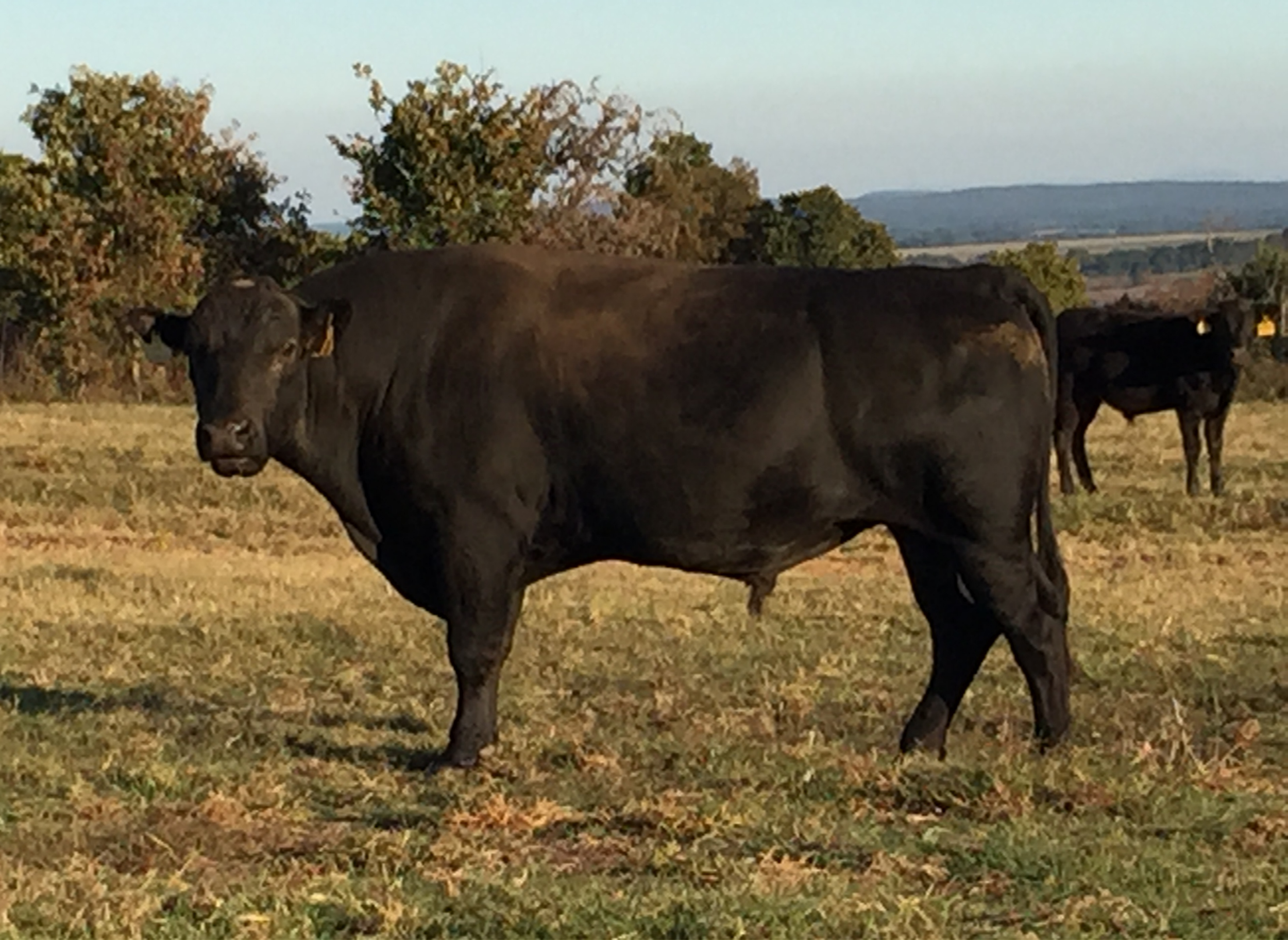 Untitled design (10).png