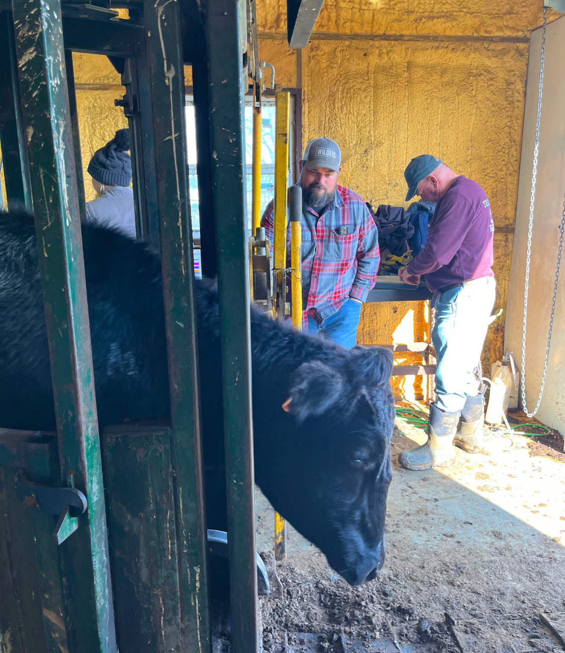Wilders Wagyu Announces Complete Acquisition of Triangle B Ranch Herd ...