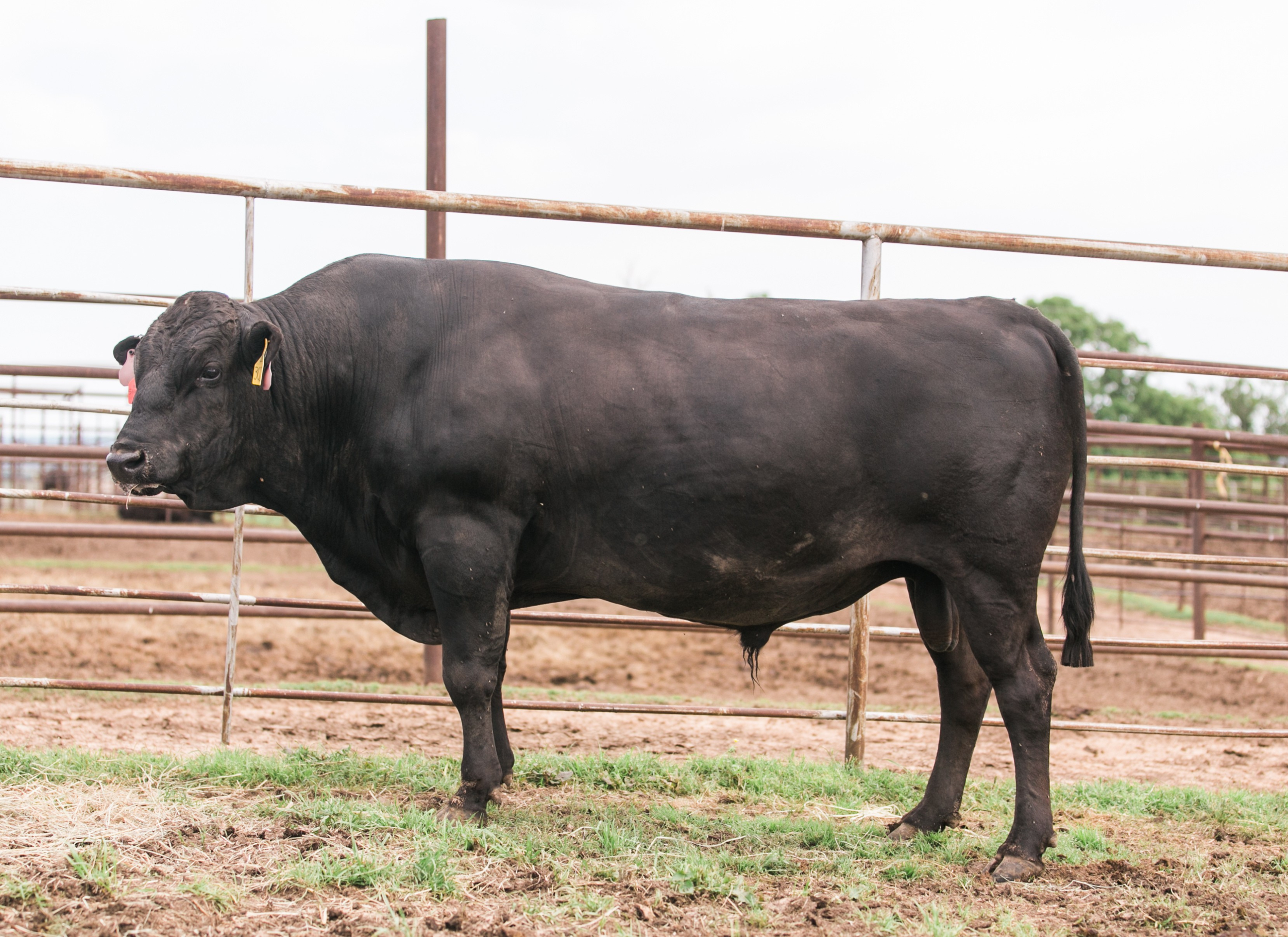 TriangleBRanch-1272-3024Z (2).png