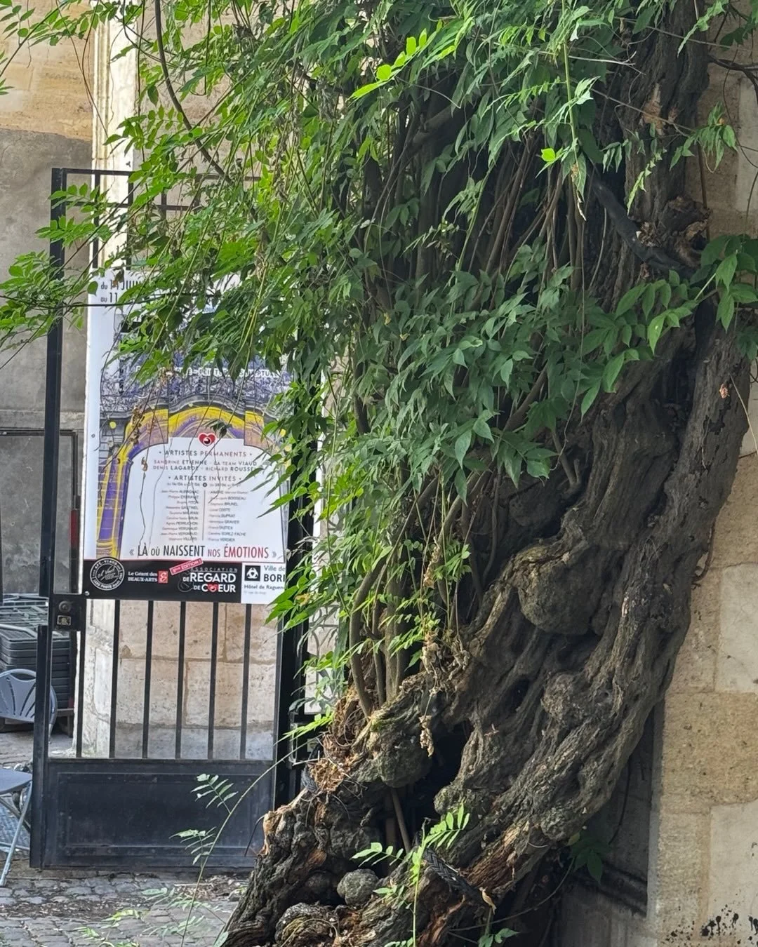 dernier jour pour la premi&egrave;re team d&rsquo;artistes invit&eacute;s! H&ocirc;tel Ragueneau, &agrave; la &laquo;&nbsp;fra&icirc;cheur &laquo;&nbsp; de la glycine class&eacute;e -arbre remarquable-