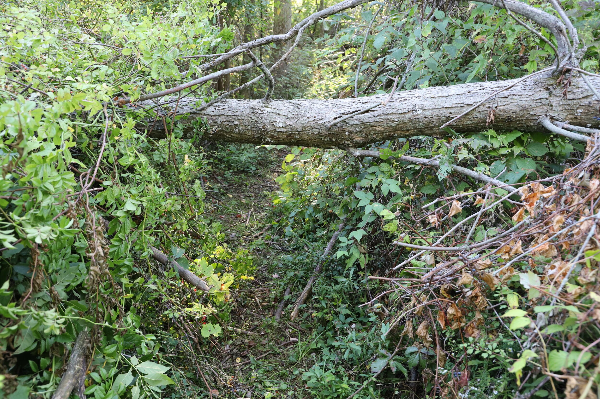 Trail+-+Fallen+Tree+-+Kernan+Memorial+Nature+Sanctuary.jpeg