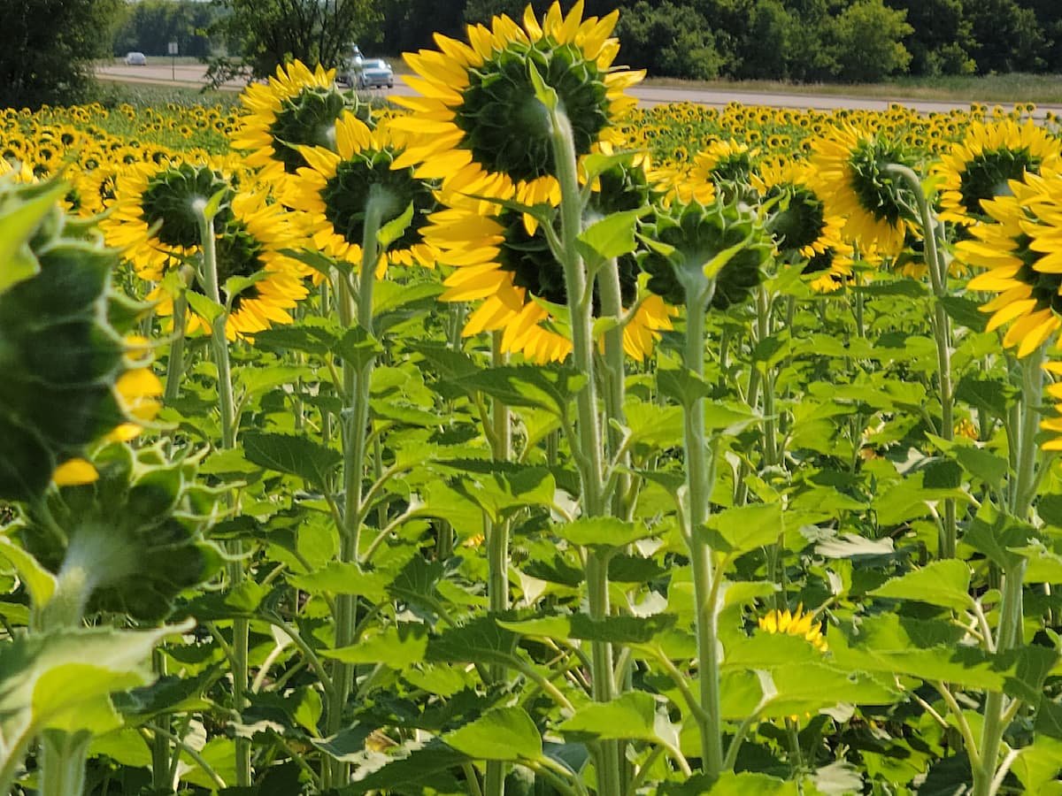 A field of sunflowers with their backs turned away from the camera on a sunny Minnesota summer day